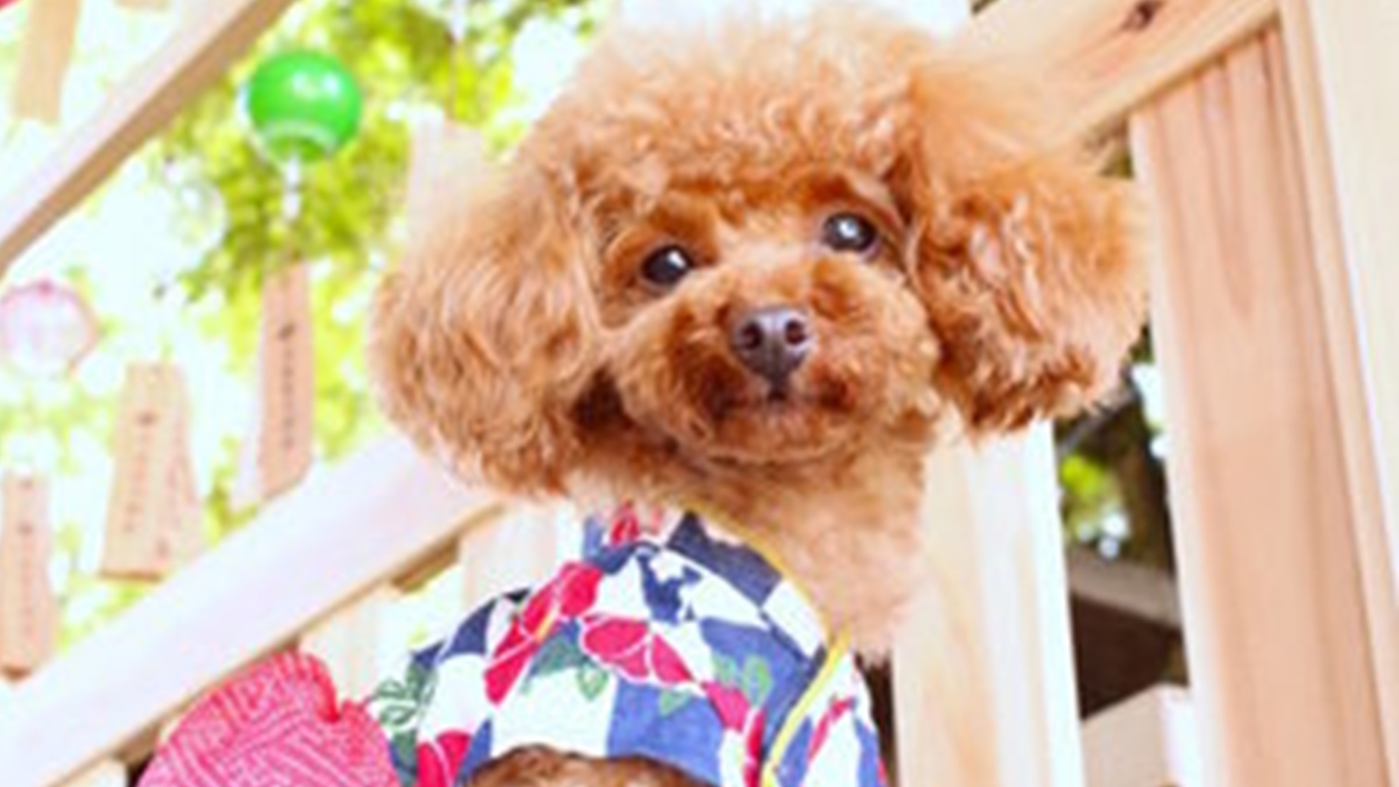 【お盆プラン】≪8/8-8/15限定≫愛犬と奥日光を満喫する夏＜■国産牛焼きすき＆ハーフビュッフェ＞