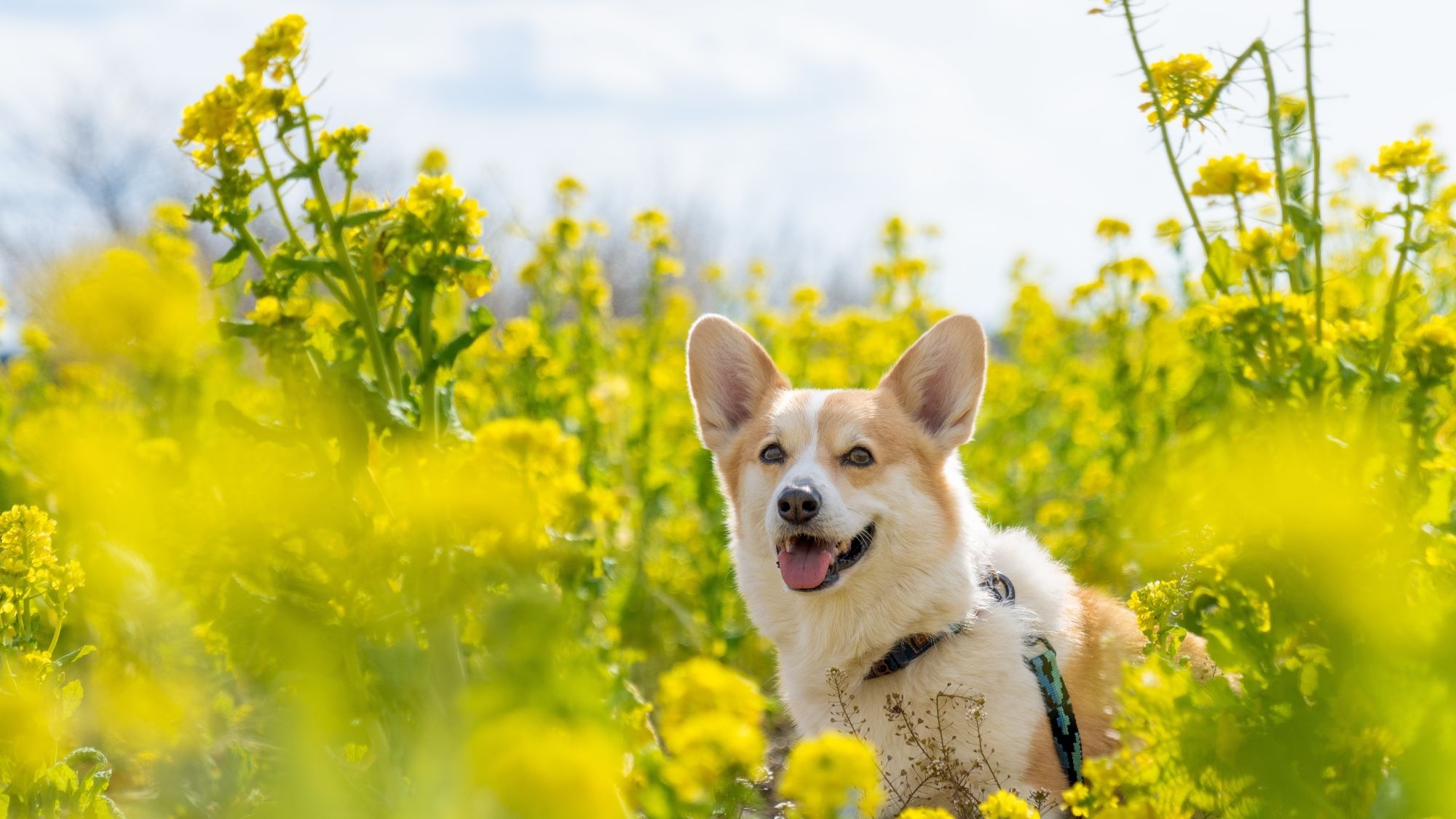 【春SALE】≪一律20％OFF≫奥日光の景色を愛犬と楽しむ温泉旅を満喫！＜☆基本鍋御膳＞