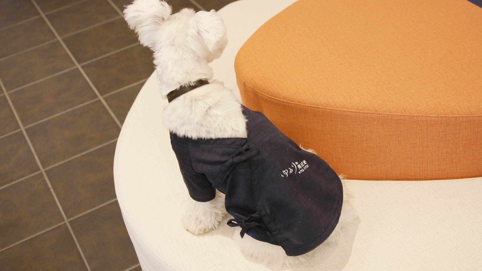 【愛犬用作務衣】当館のロゴが入ったオリジナルデザインとなっております（一例）