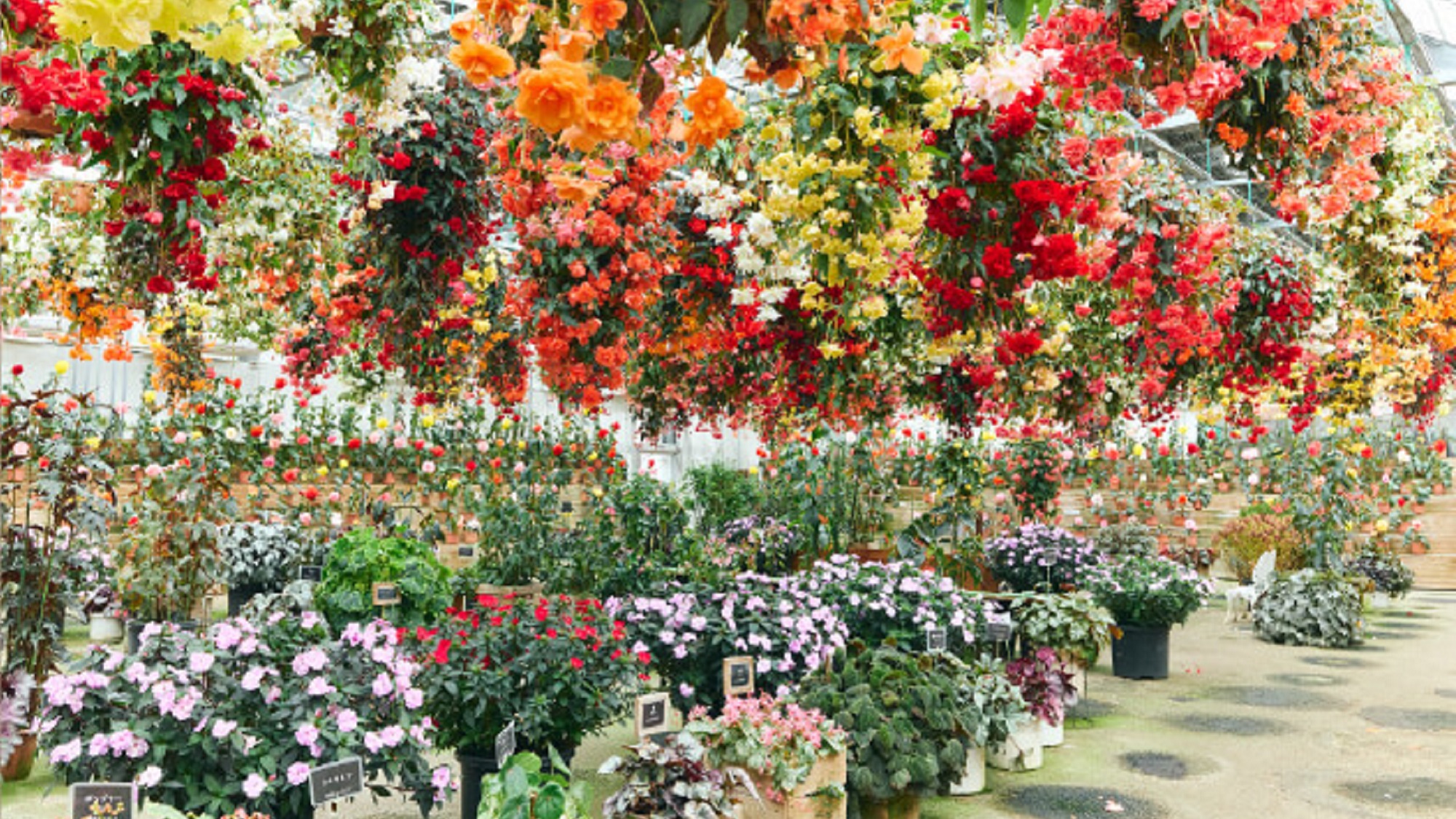 【花いちもんめ】温室で季節やお天気を選ばずいつでも花に囲まれて過ごすことができる(一例)