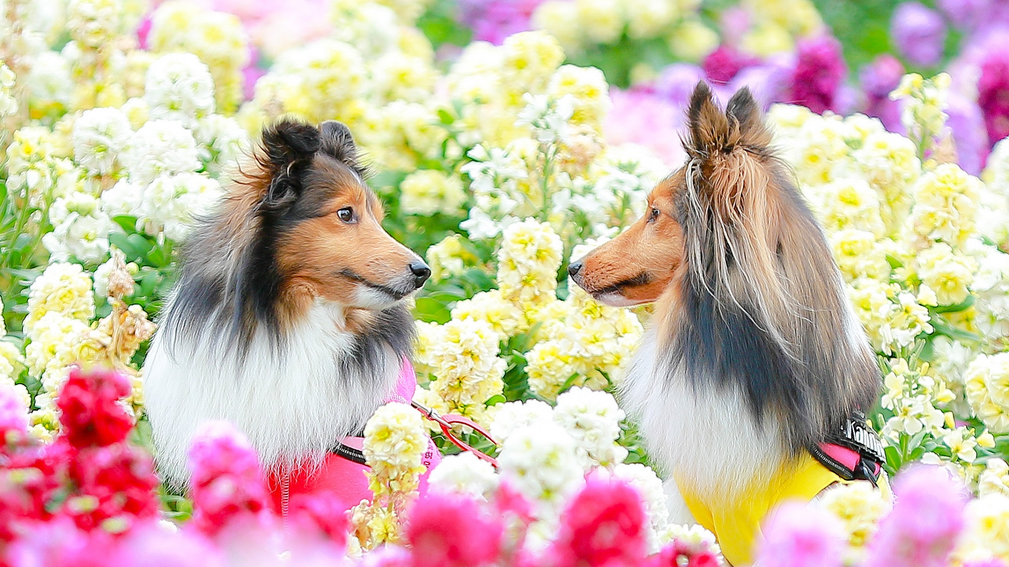 【花いちもんめ】ワンちゃんはバギーやペットキャリーでご一緒に入場OK♪（一例）