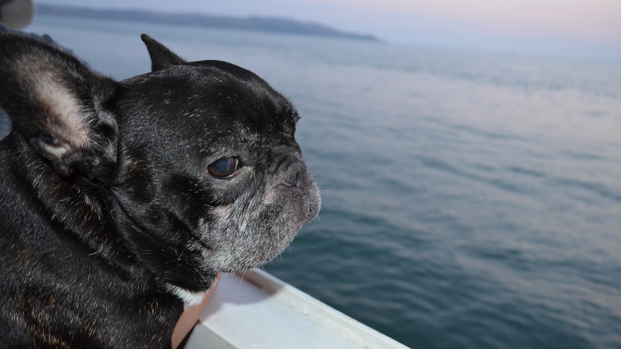 【中禅寺湖遊覧船】ペットキャリーのご利用でワンちゃんも乗船OK♪（一例）