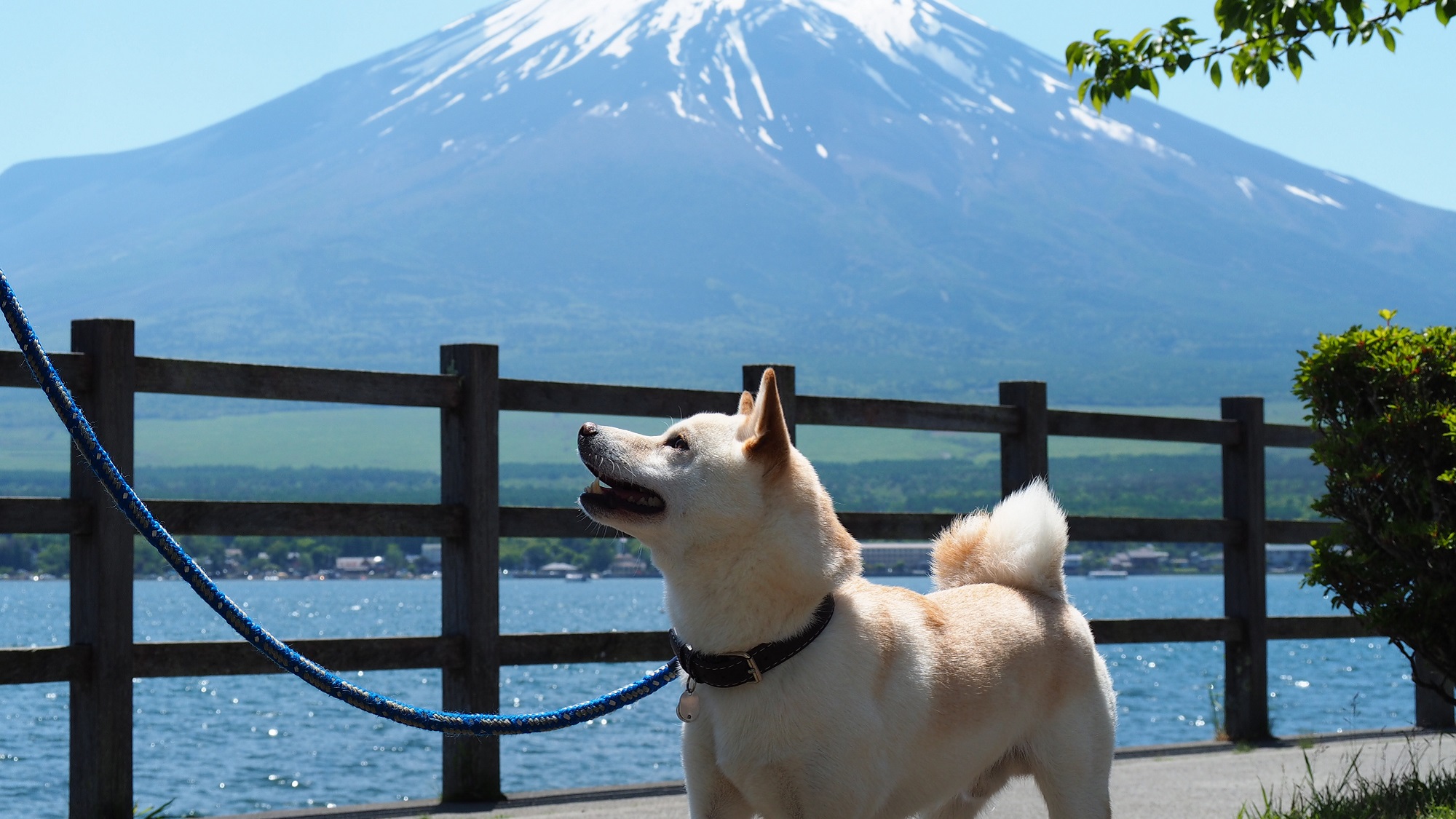 【湯ノ湖】湖岸には散策路があり1時間ほどで一周できます。ワンちゃんとのお散歩にもピッタリです♪