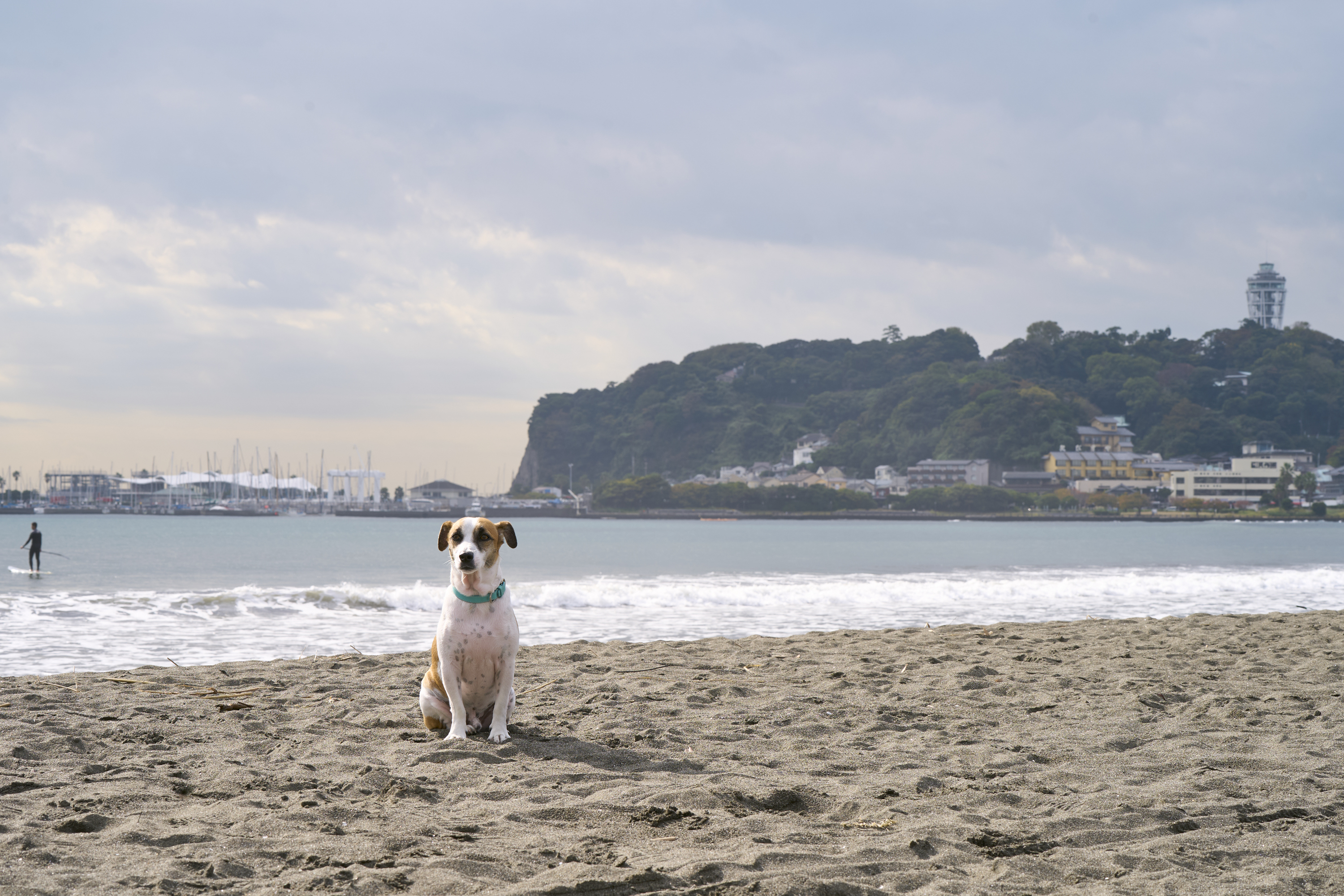 ペットと行く湘南・鎌倉の旅。江ノ島はペットと訪れることの出来る観光スポットも多い割に、ペット同伴で宿泊できる施設は少ないのが現状。ビーチも近いR.KAMAKURAで、愛犬と一緒に最高の休日をお過ごしください。