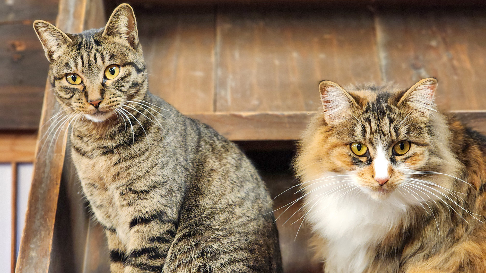 ＃看板猫、サツキとメイが皆さまをお出迎え！