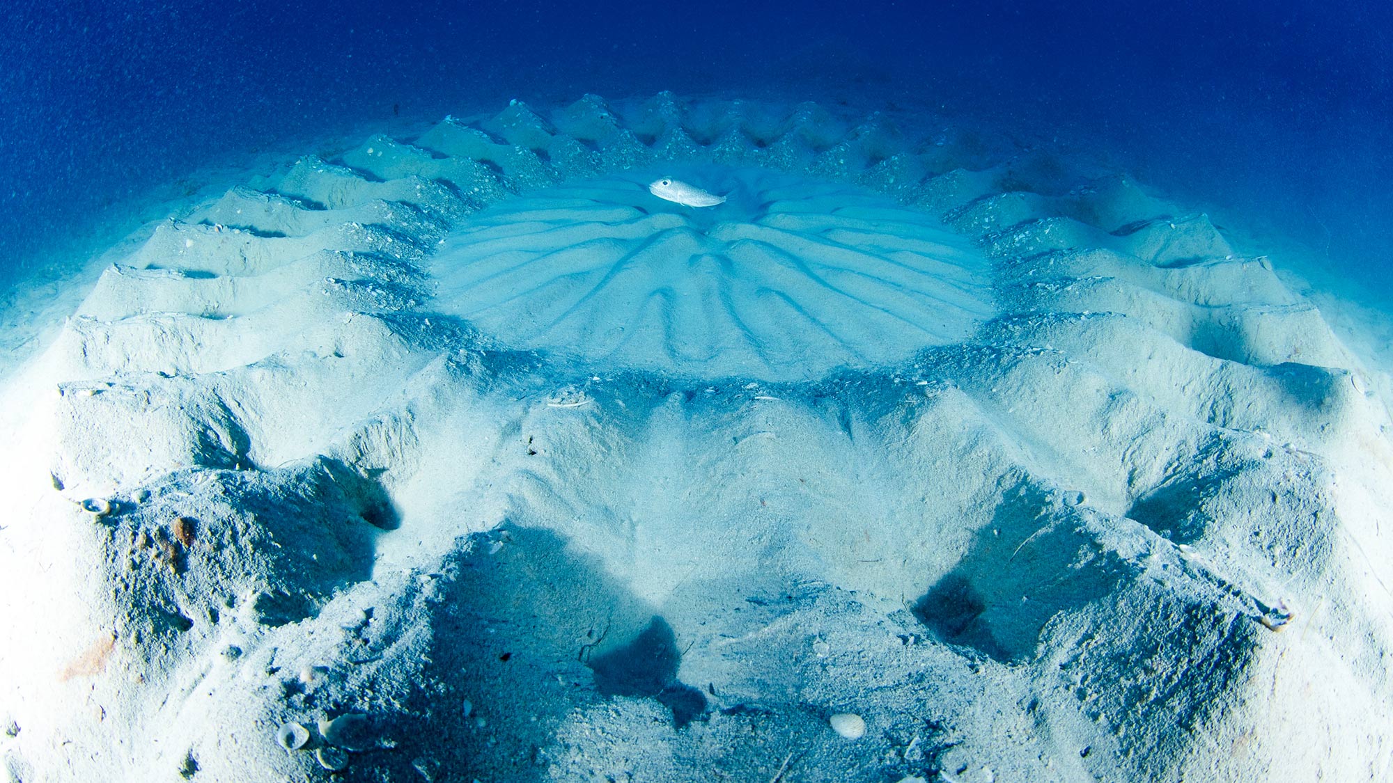 ・【ダイビング体験/有料】自然がつくり出した美しい海底の模様、まるでアートのような光景です