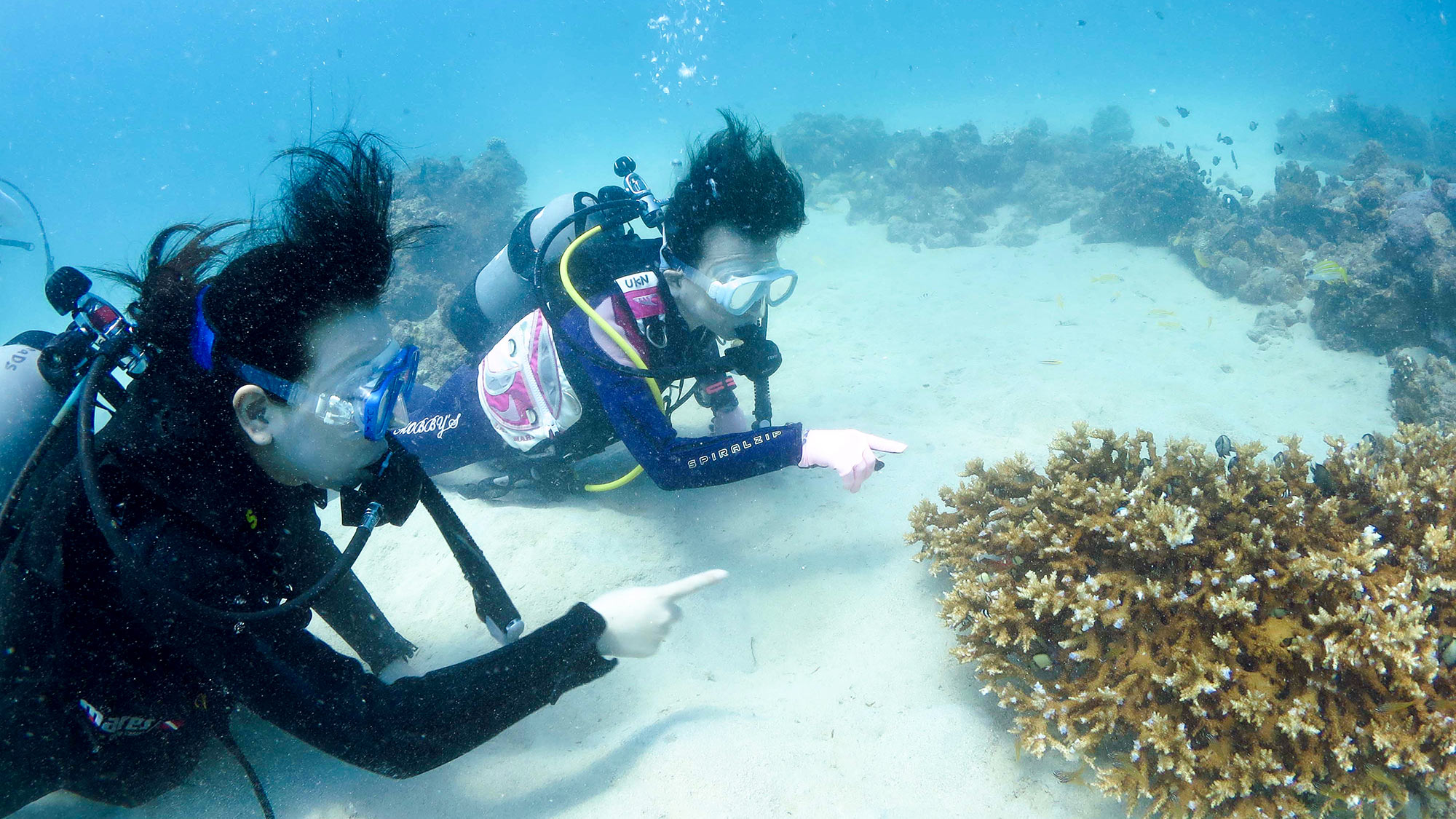 ・【ダイビング体験/有料】生き物たちと出会う度に神秘的な海の底の世界に心奪われます