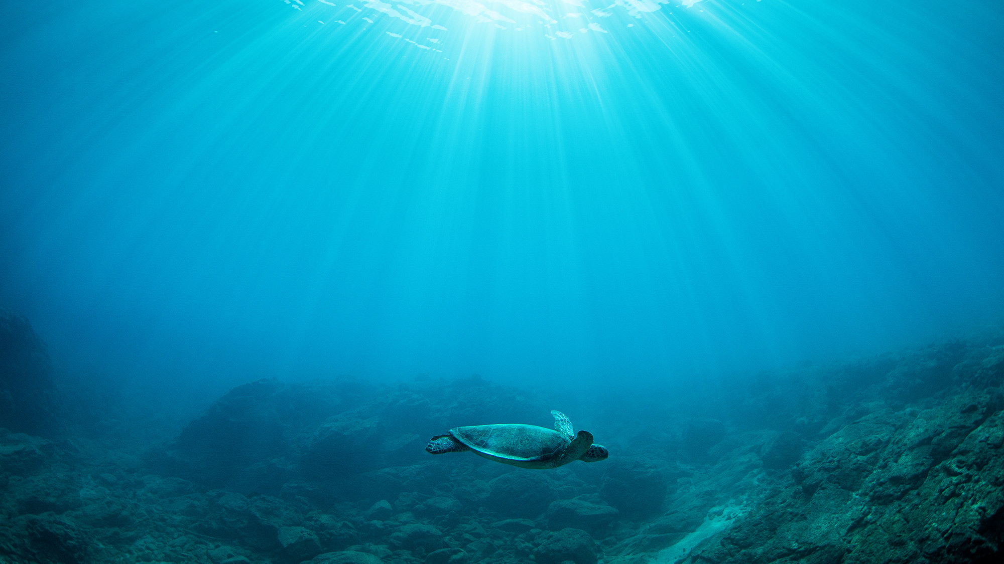 ・【ダイビング体験/有料】提携するダイビングショップとのタイアップでダイビングが体験できます※有料