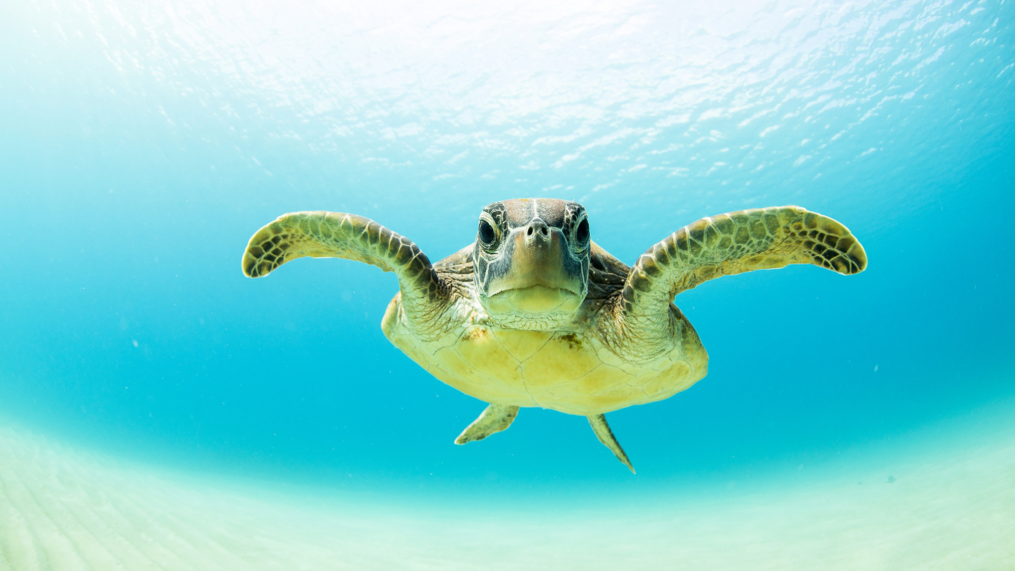 ・【ダイビング体験/有料】美しい海の中、様々な生き物との出会いの瞬間は大切な思い出に