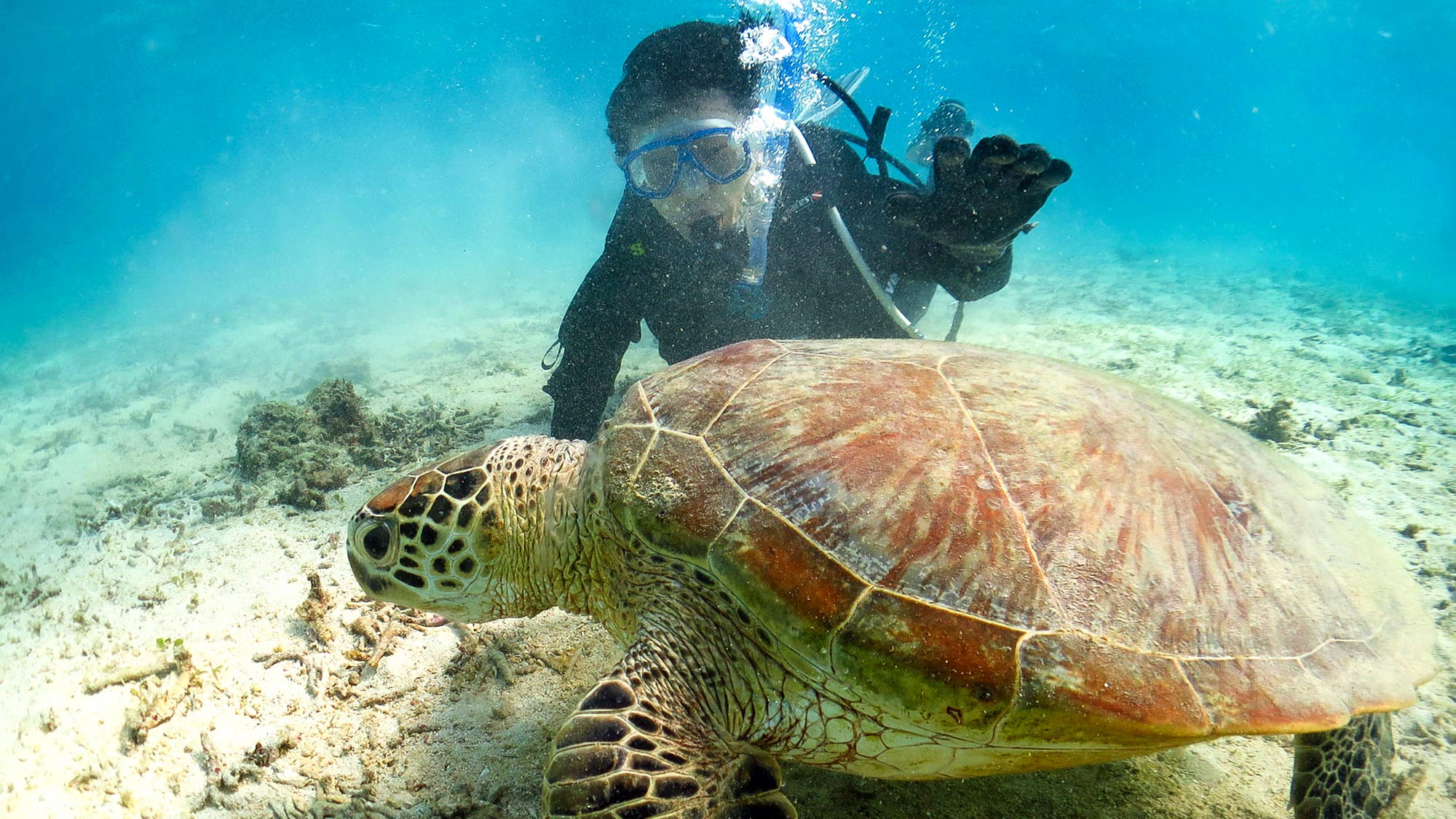 ・【ダイビング体験/有料】海の守り神ウミガメと、透明な海でゆったりと一緒にお散歩するのも格別です