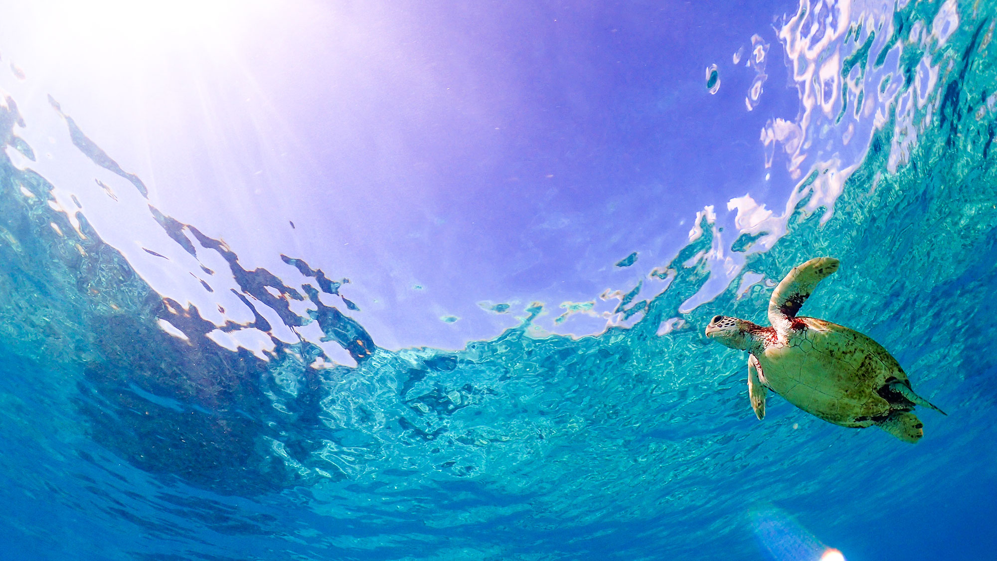 ・【ダイビング体験/有料】透明な海を泳ぐウミガメに導かれ、自由にダイビングをお楽しみください