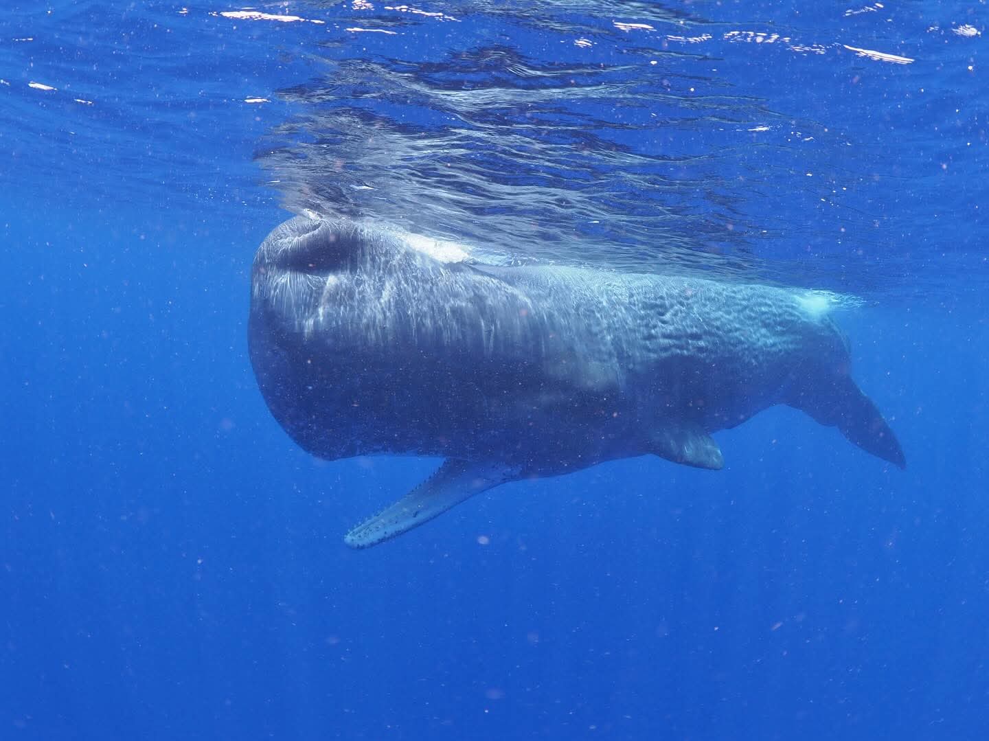 5月まではマッコウクジラの季節