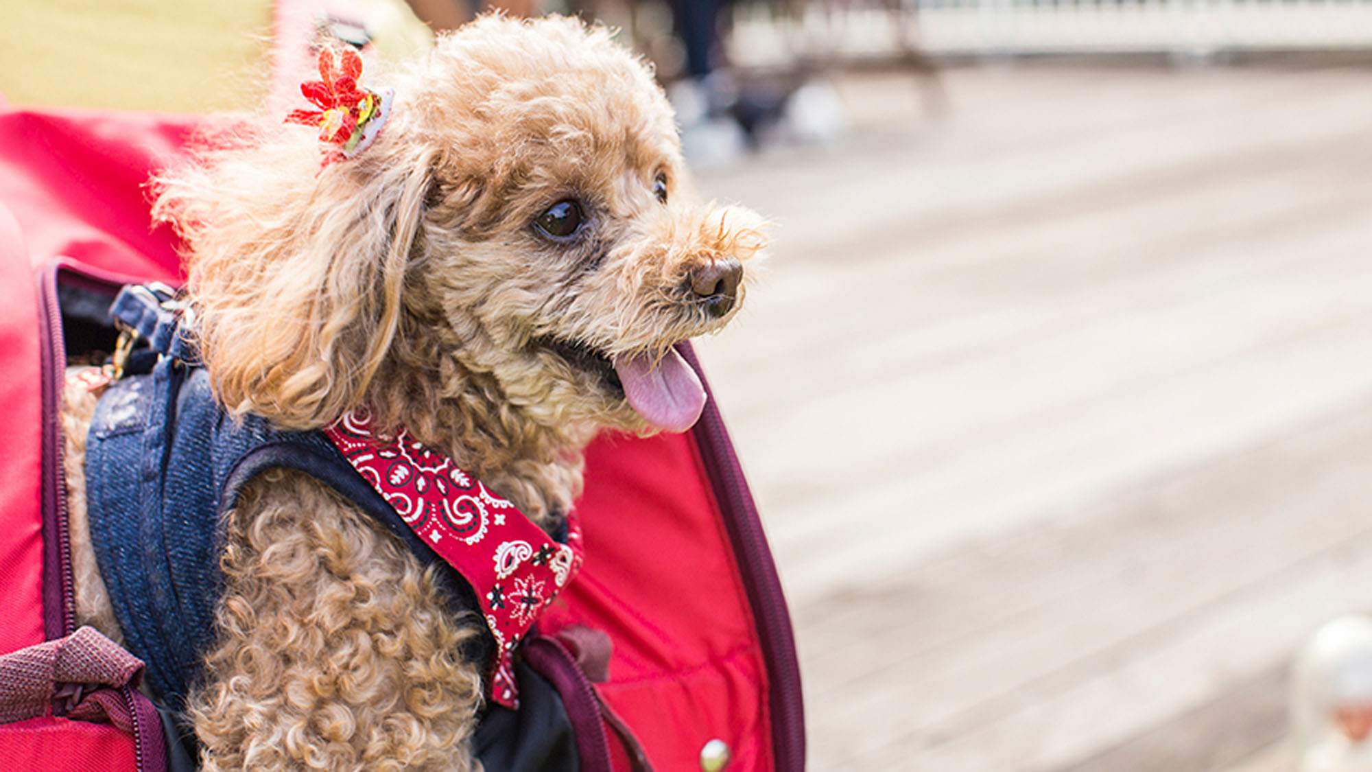 *ペットイメージ