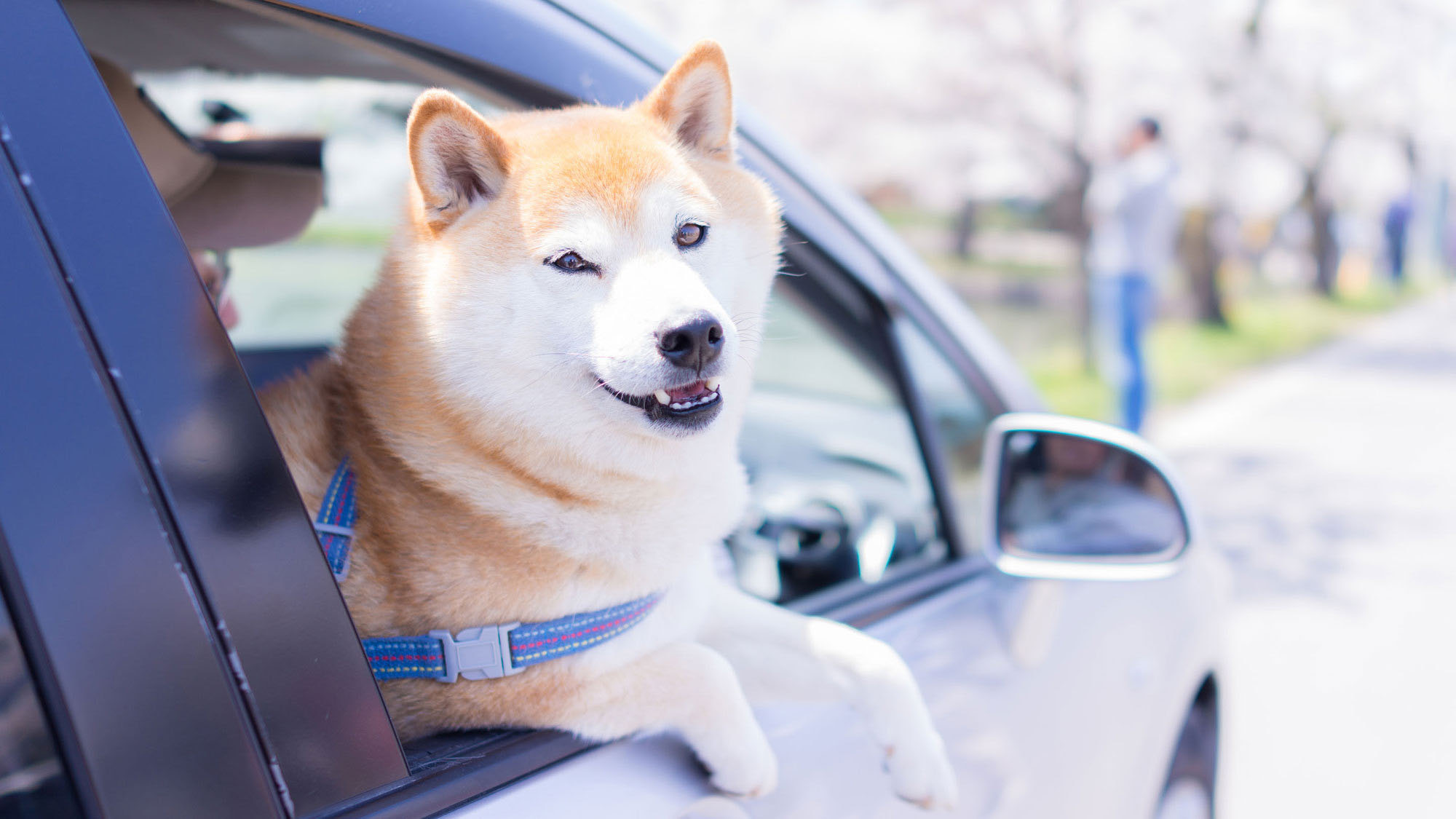 *ペットイメージ