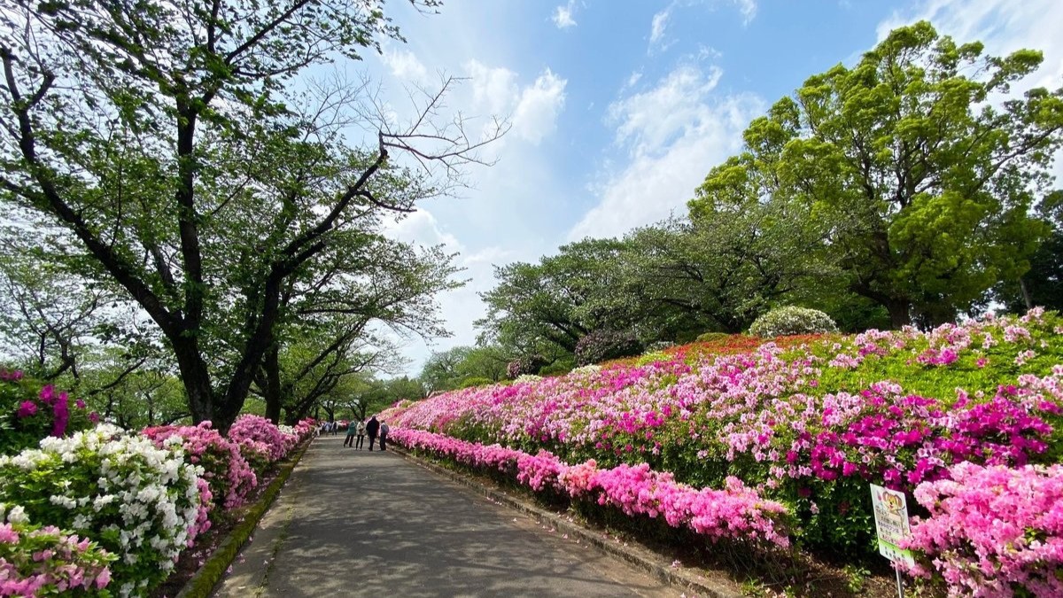 昭和園は15種類、4万本のツツジが楽しめる公園です