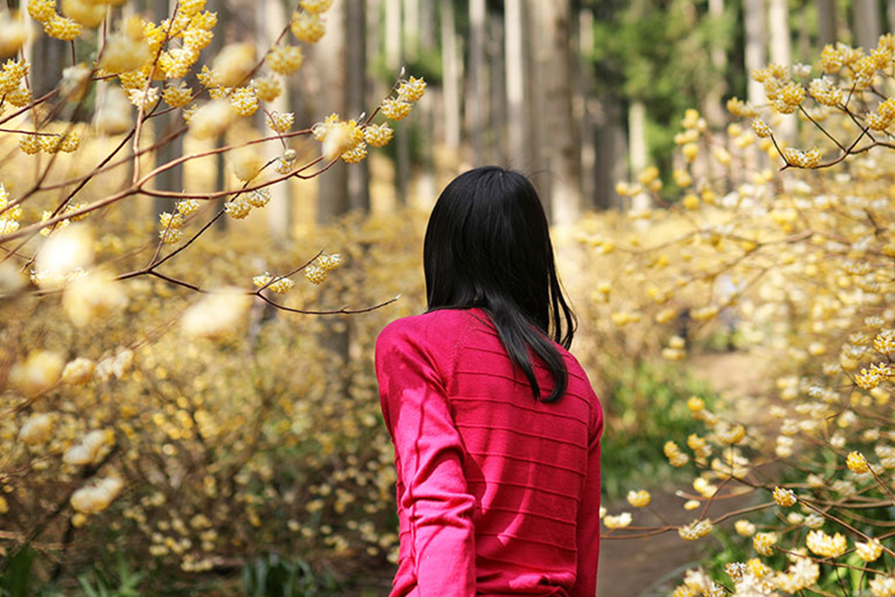 ３月下旬～４月上旬になると黄色い可憐なミツマタが杉林一面を埋め尽くし、幻想的な光景に包まれます。