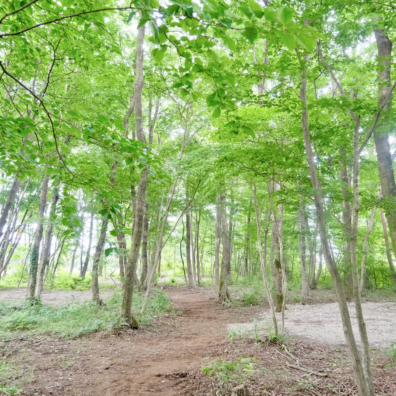 キャンプサイト