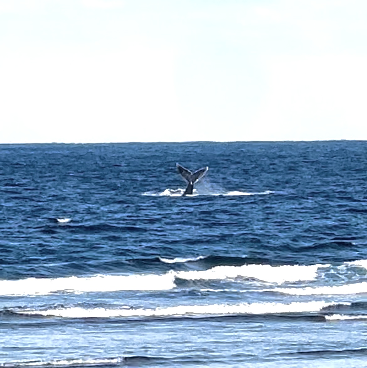 備瀬で会えるクジラ
