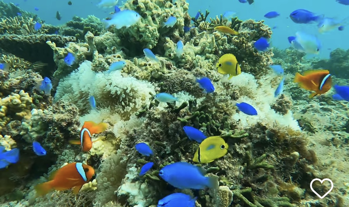 お魚たくさん！