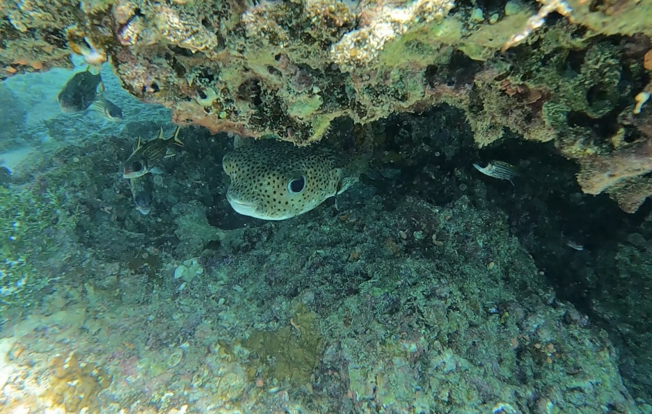 ハリセンボンにも会えることも！