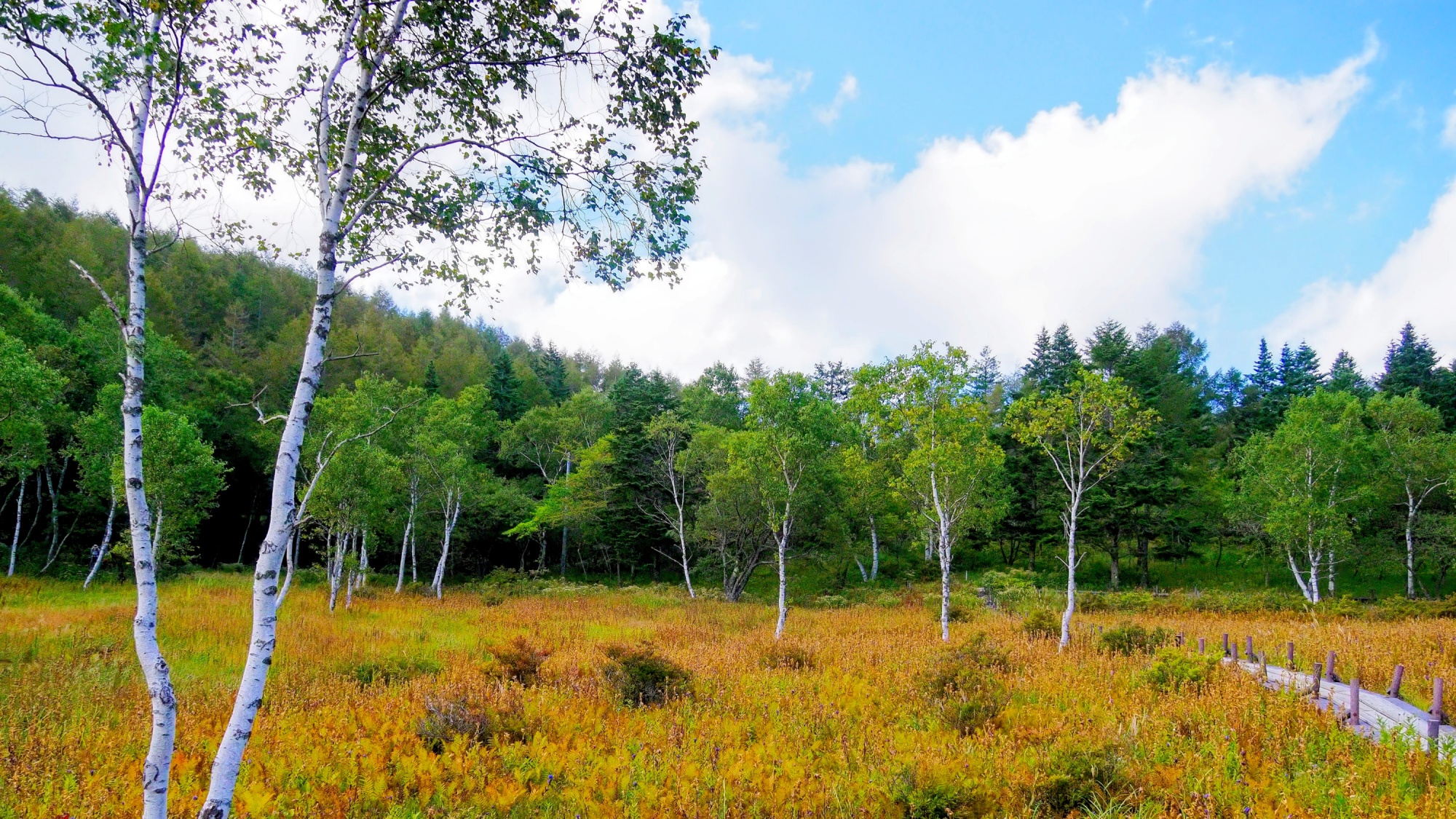【tourist spot】入笠岳。入笠湿原。(秋)