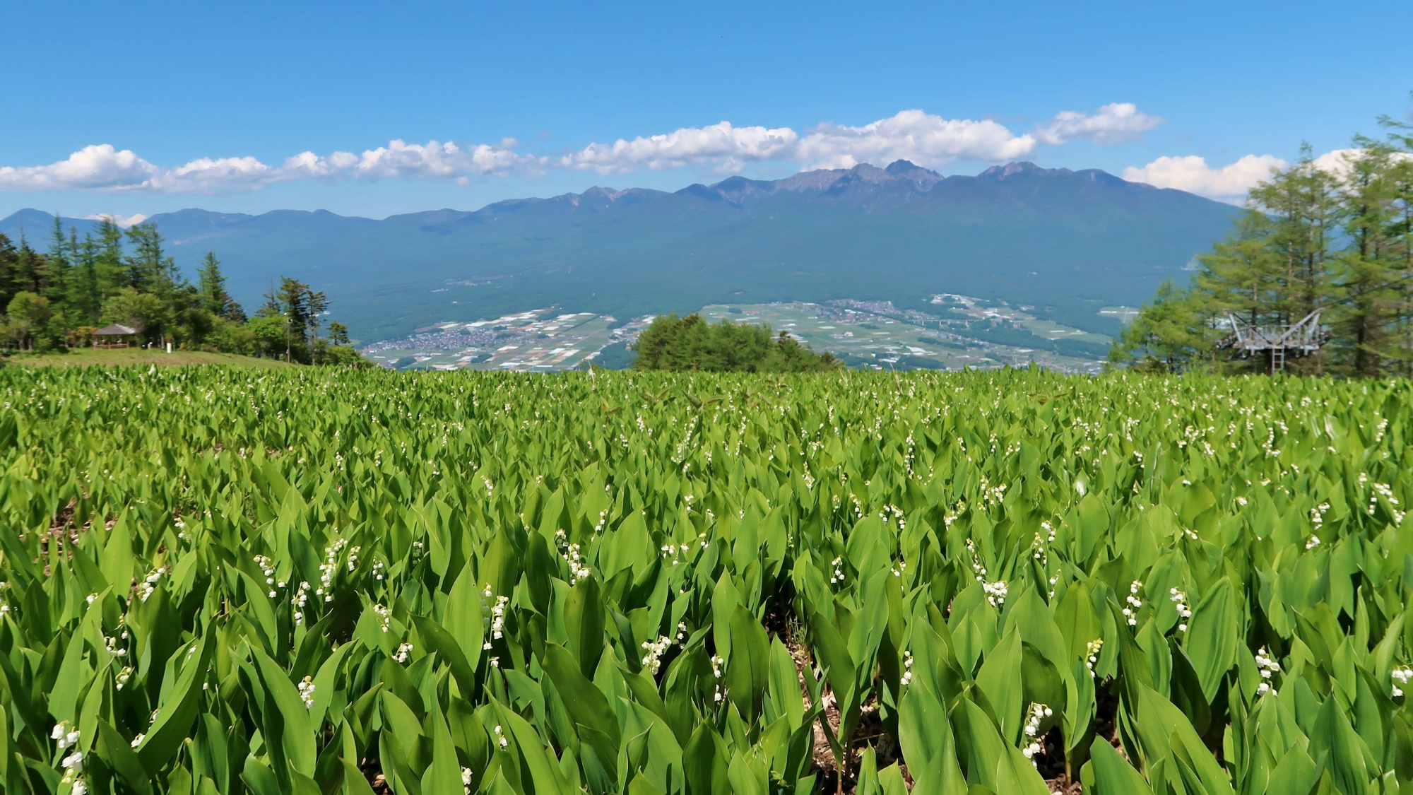 【tourist spot】富士見パノラマリゾート。春はすずらんの群生が広がります