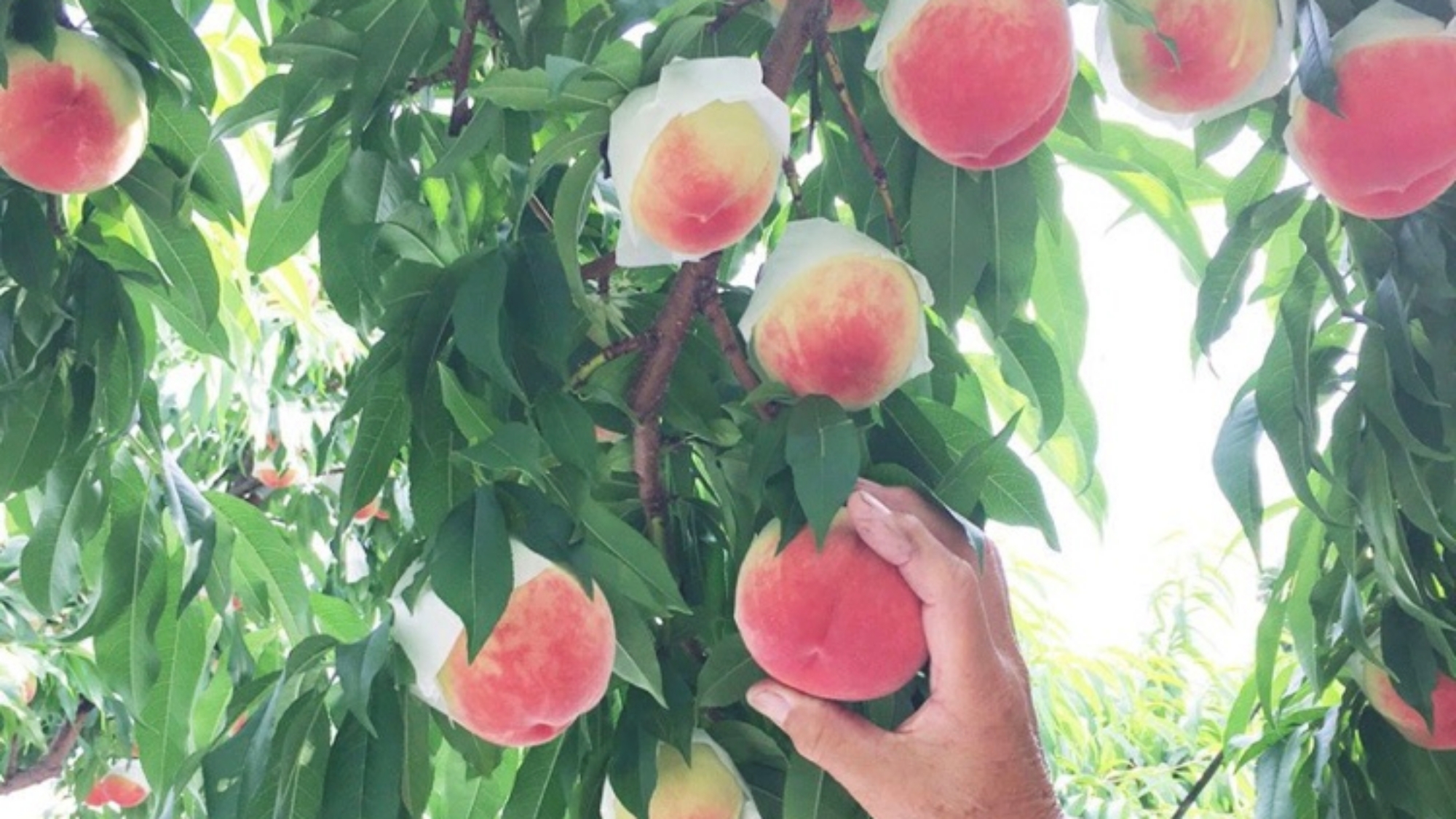 ＊桃狩り体験（一例）7～8月ごろにかけて、契約農園にて様々な品種のもも狩りを楽しめます
