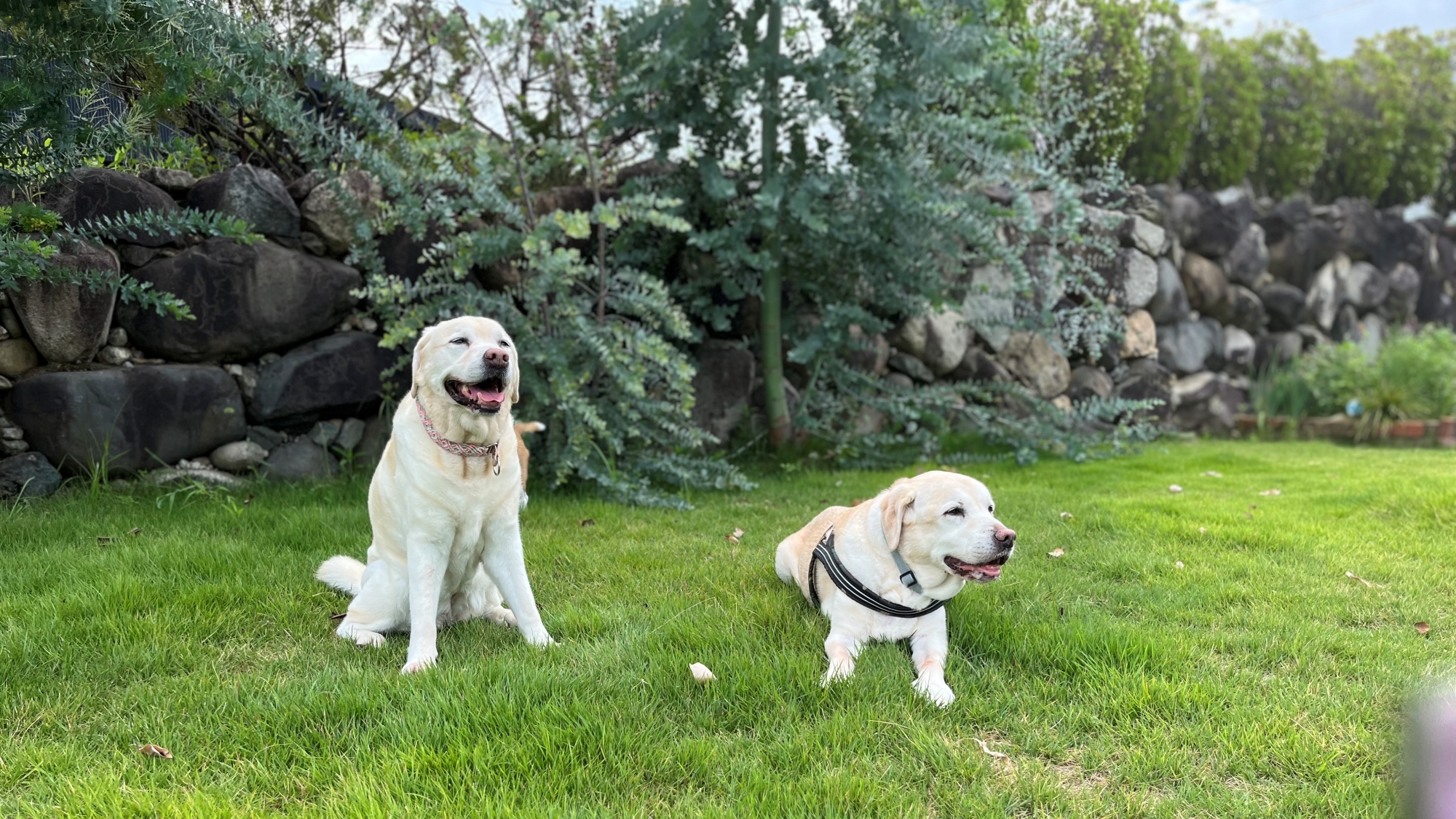 ＊＜庭園の家＞ドッグラン（一例）ワンちゃんと一緒に宿泊OK！大型犬も利用できるゲージも常備しています