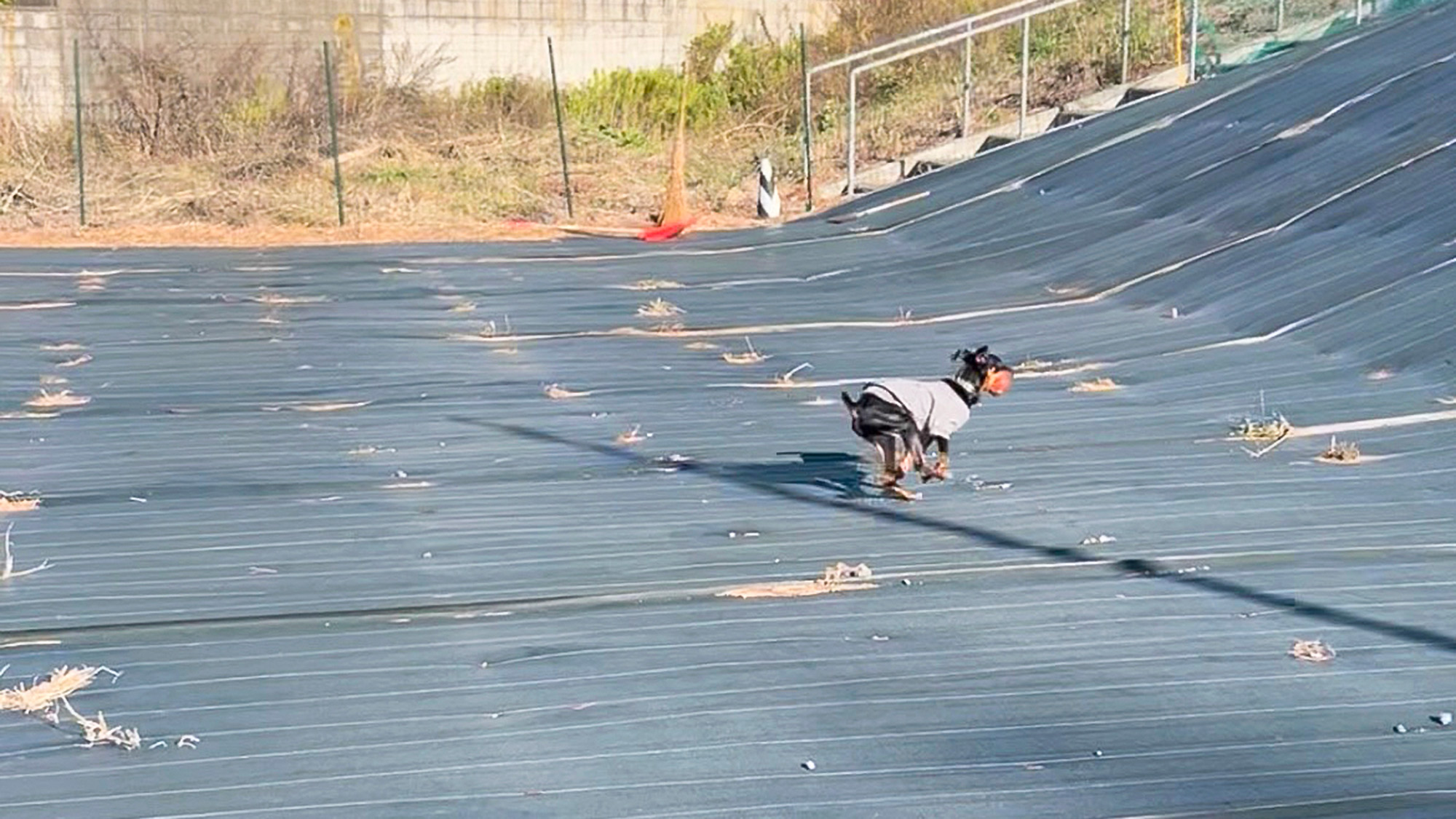 ・【ドッグラン】旅先でもストレスフリー。リードを外して思いきり走れます