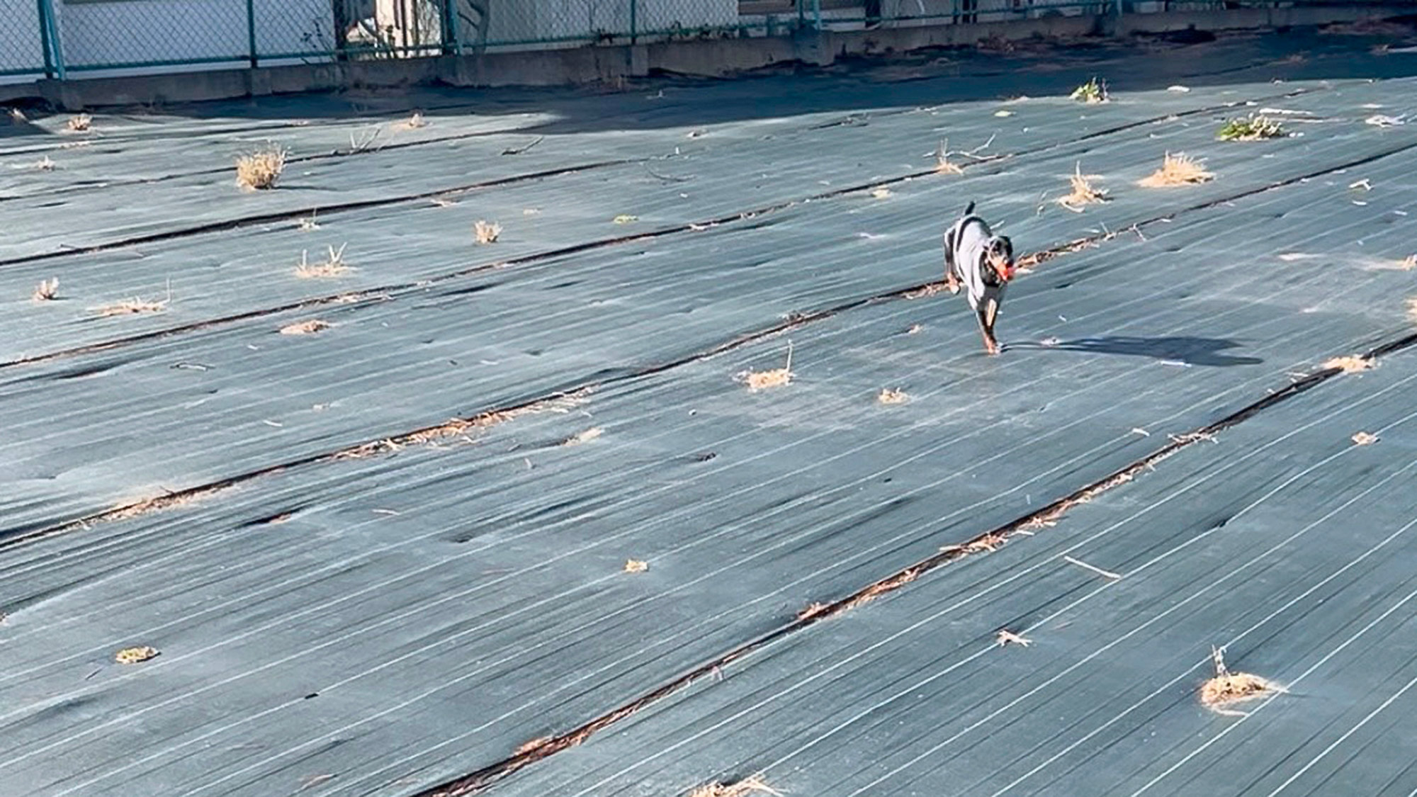 ・【ドッグラン】大切な愛犬とご宿泊いただけるプランをご用意しております