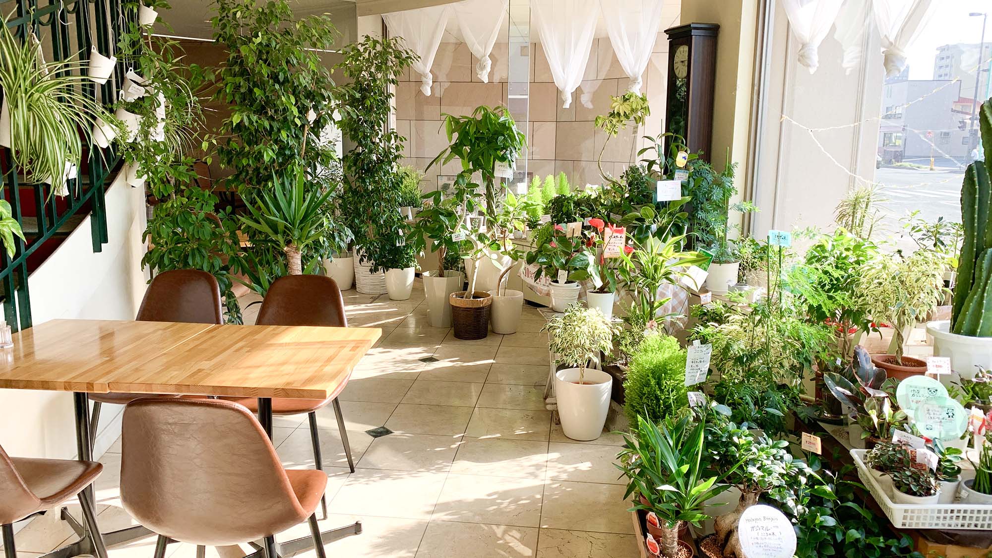 ・【フラワーショップ】アレンジメントだけでなく観葉植物もございます。お気に入りを見つけてみてください