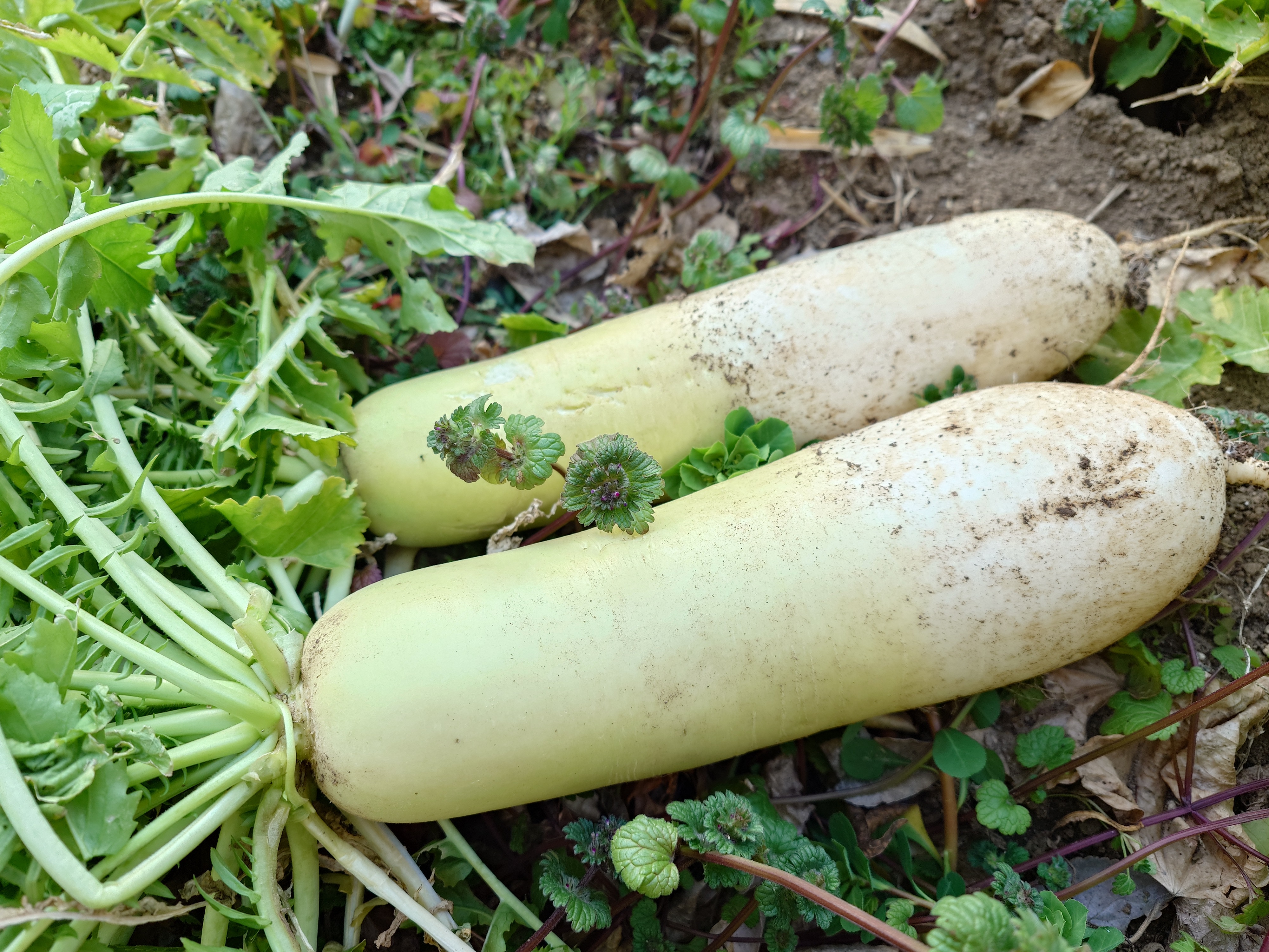 庭で採れた大根