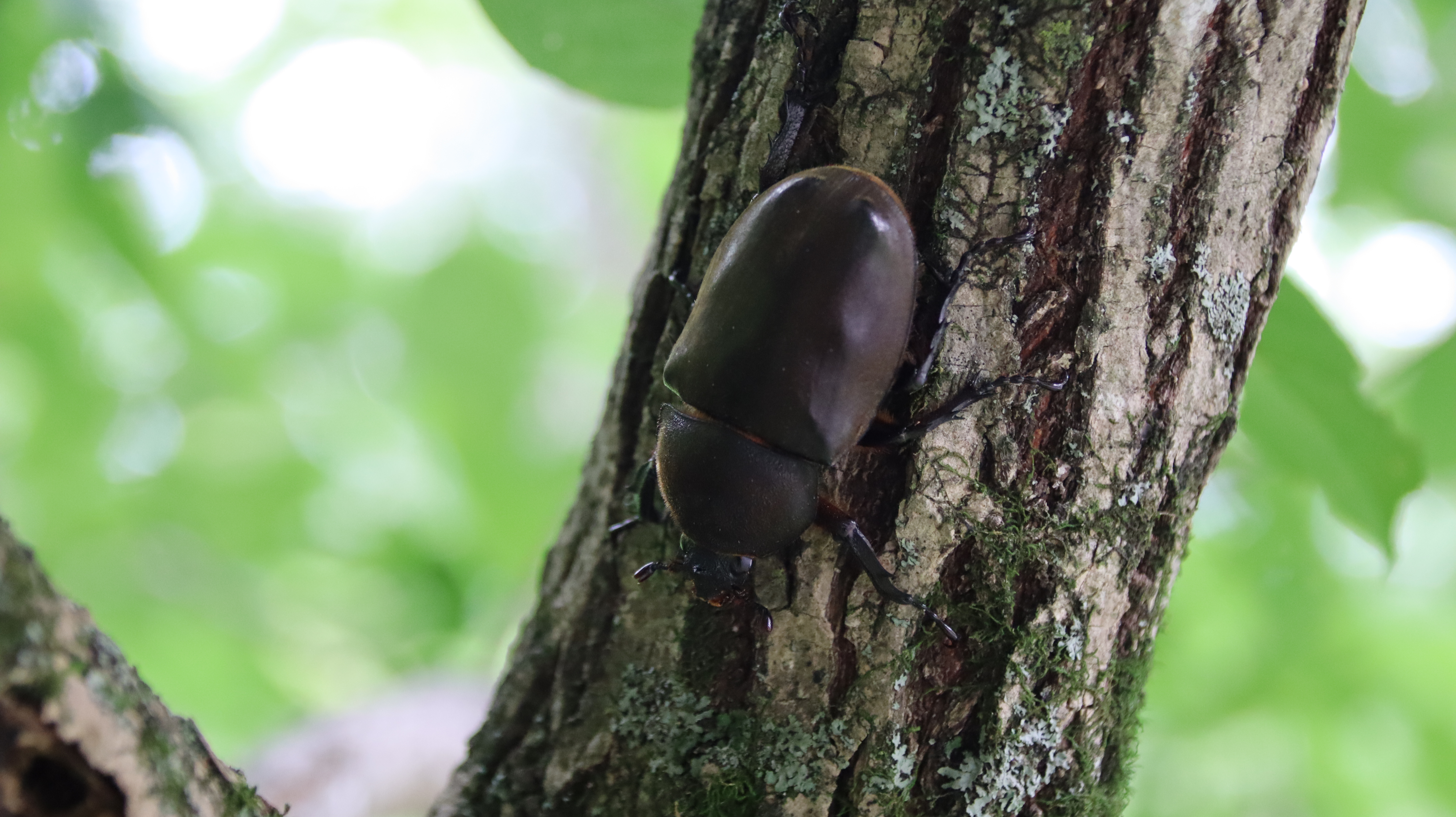 森のカブトムシ