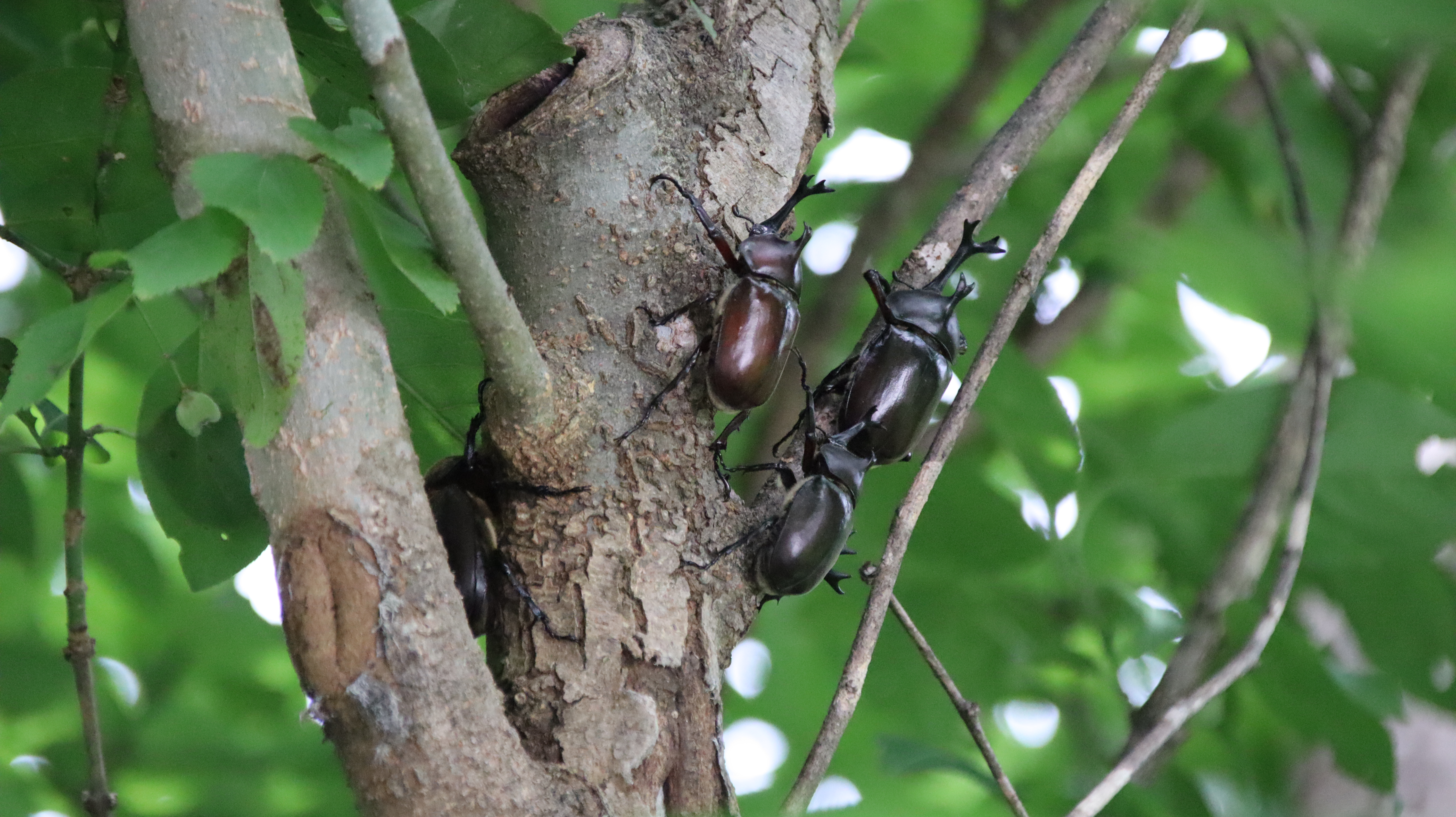 森のカブトムシ　たくさん