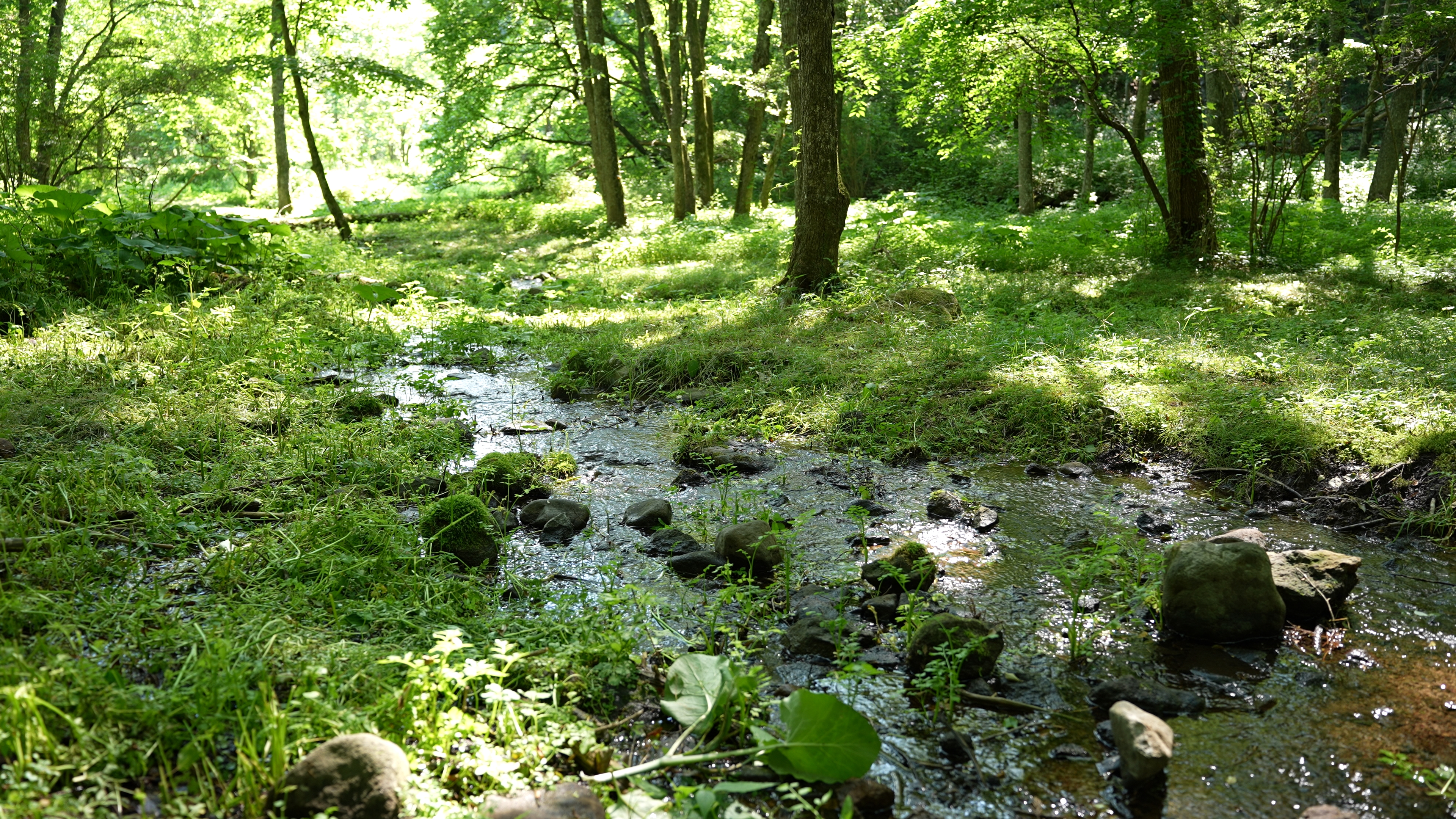 もみの木湧水　宿泊施設の先にある湧水
