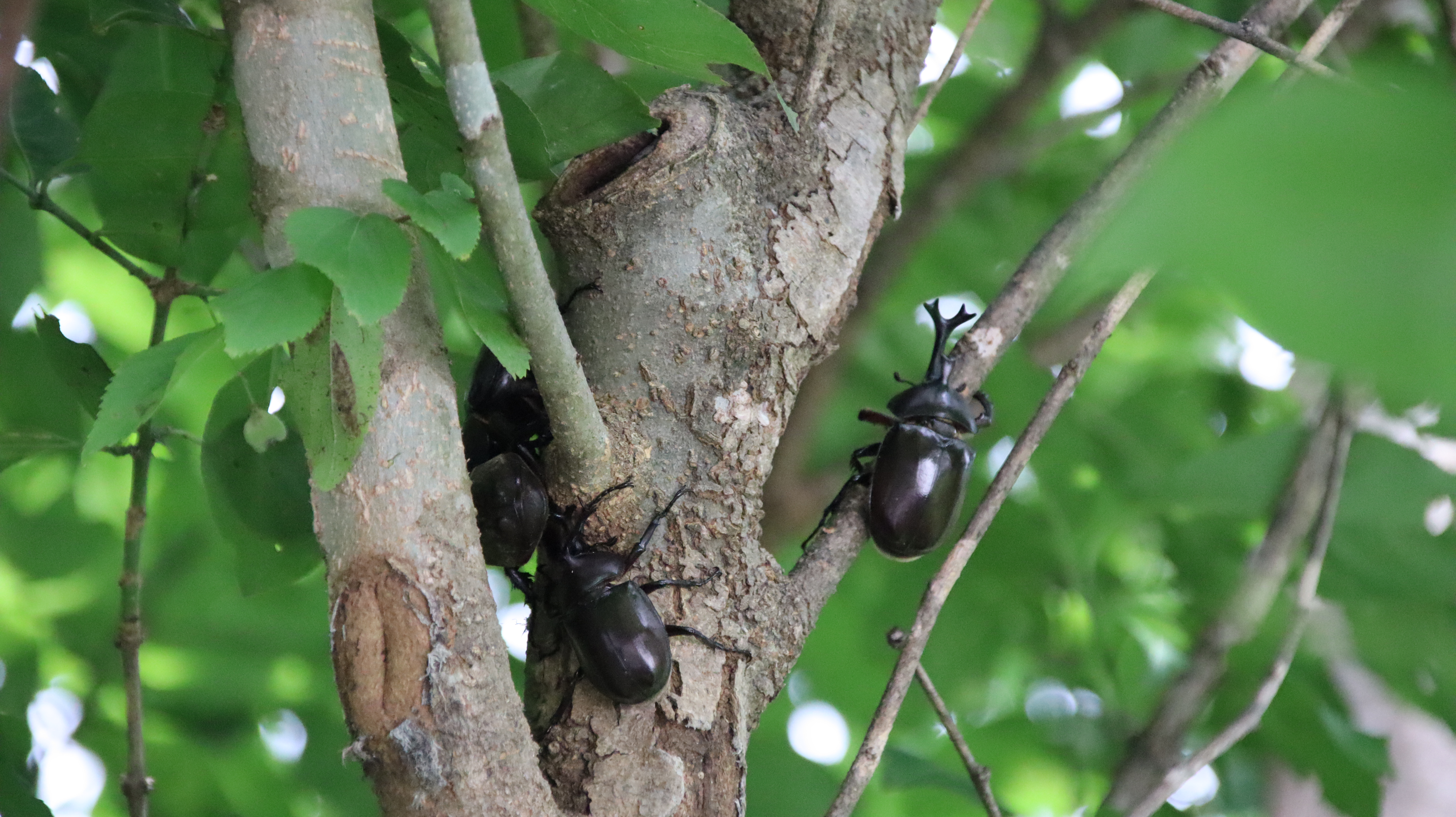 森のカブトムシ　たくさん