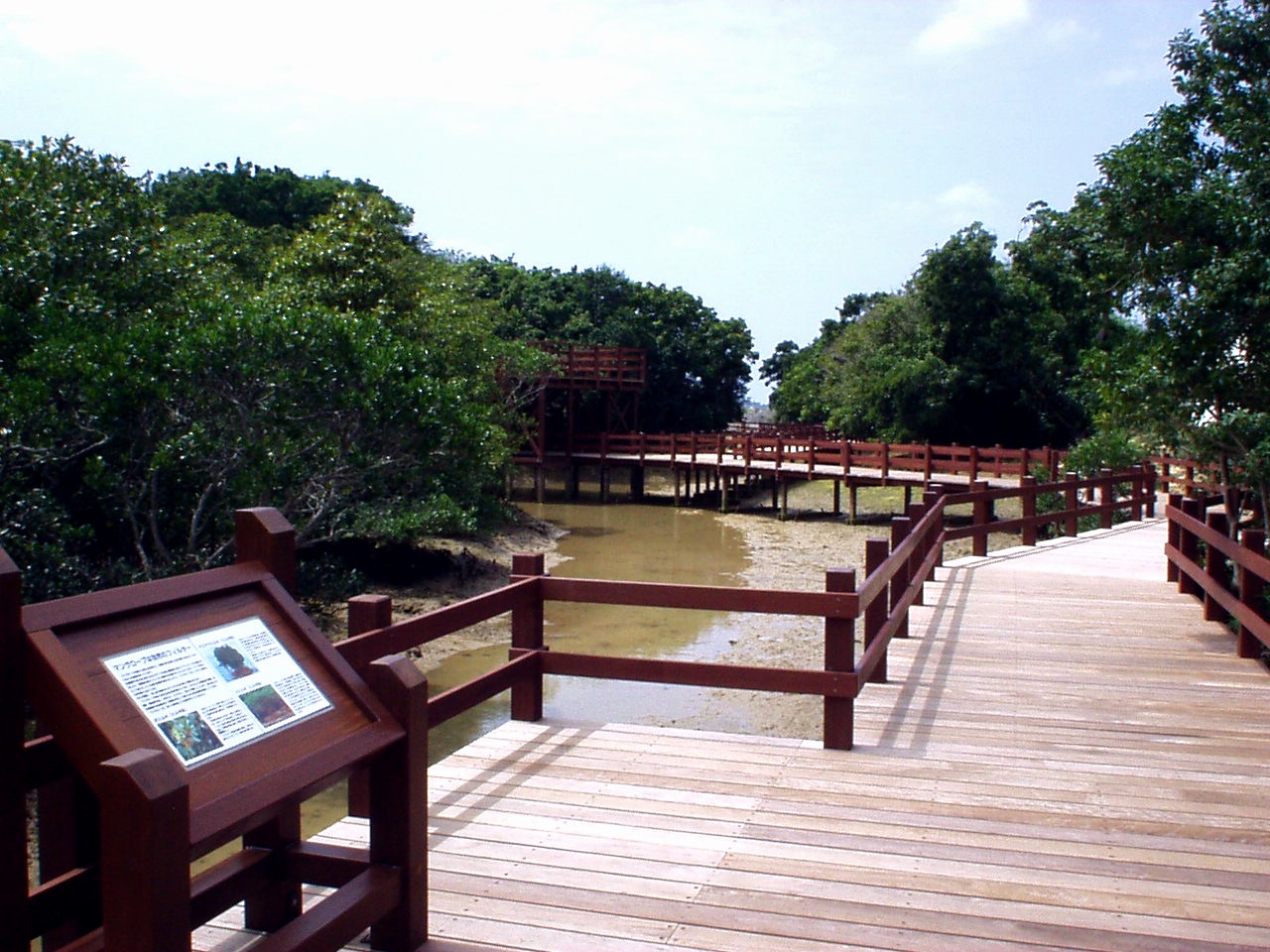 【川満マングローブ】