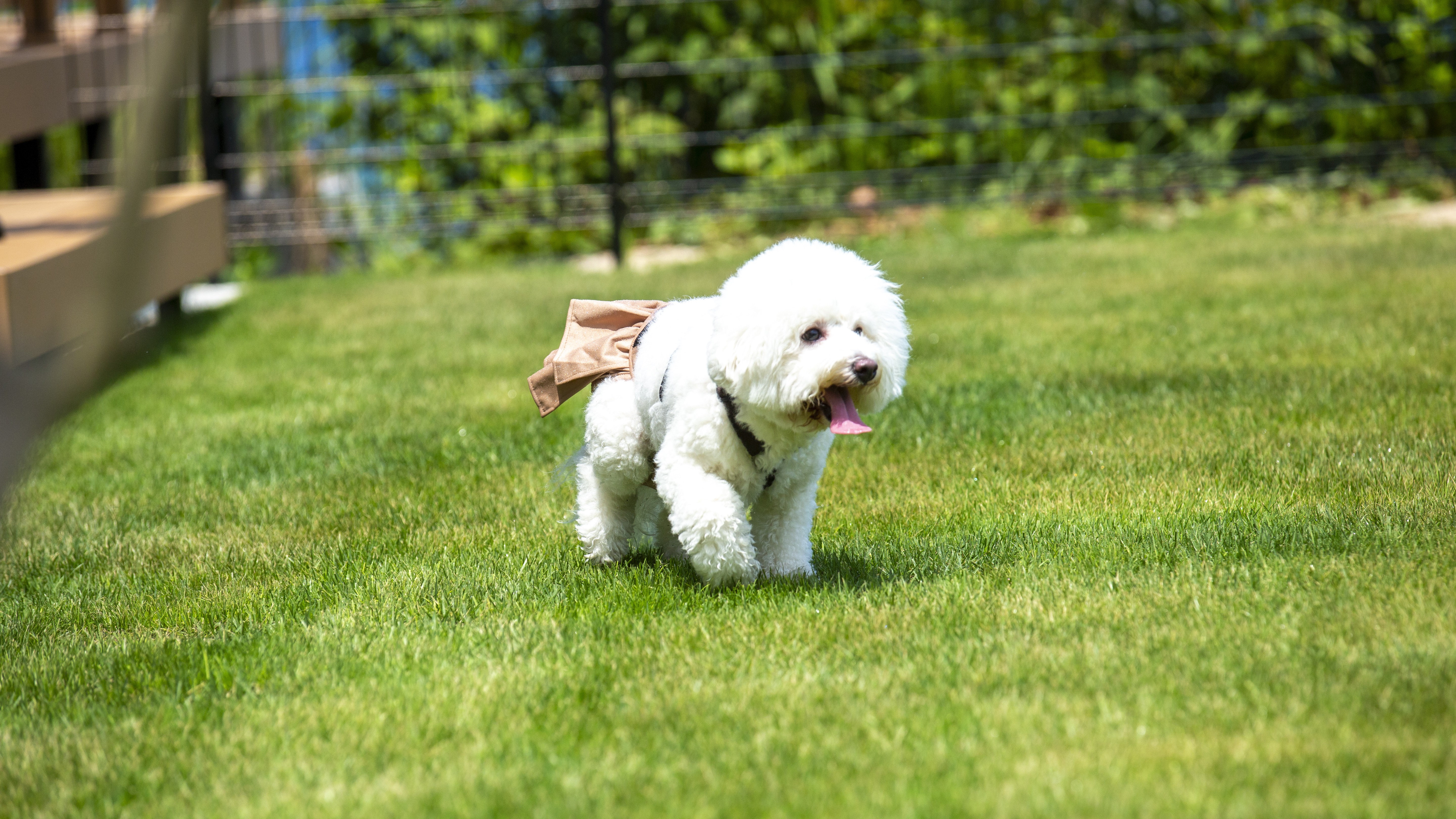 【ドッグラン】愛犬とも楽しめるように、天然芝のプライベートドッグランをご用意しております。