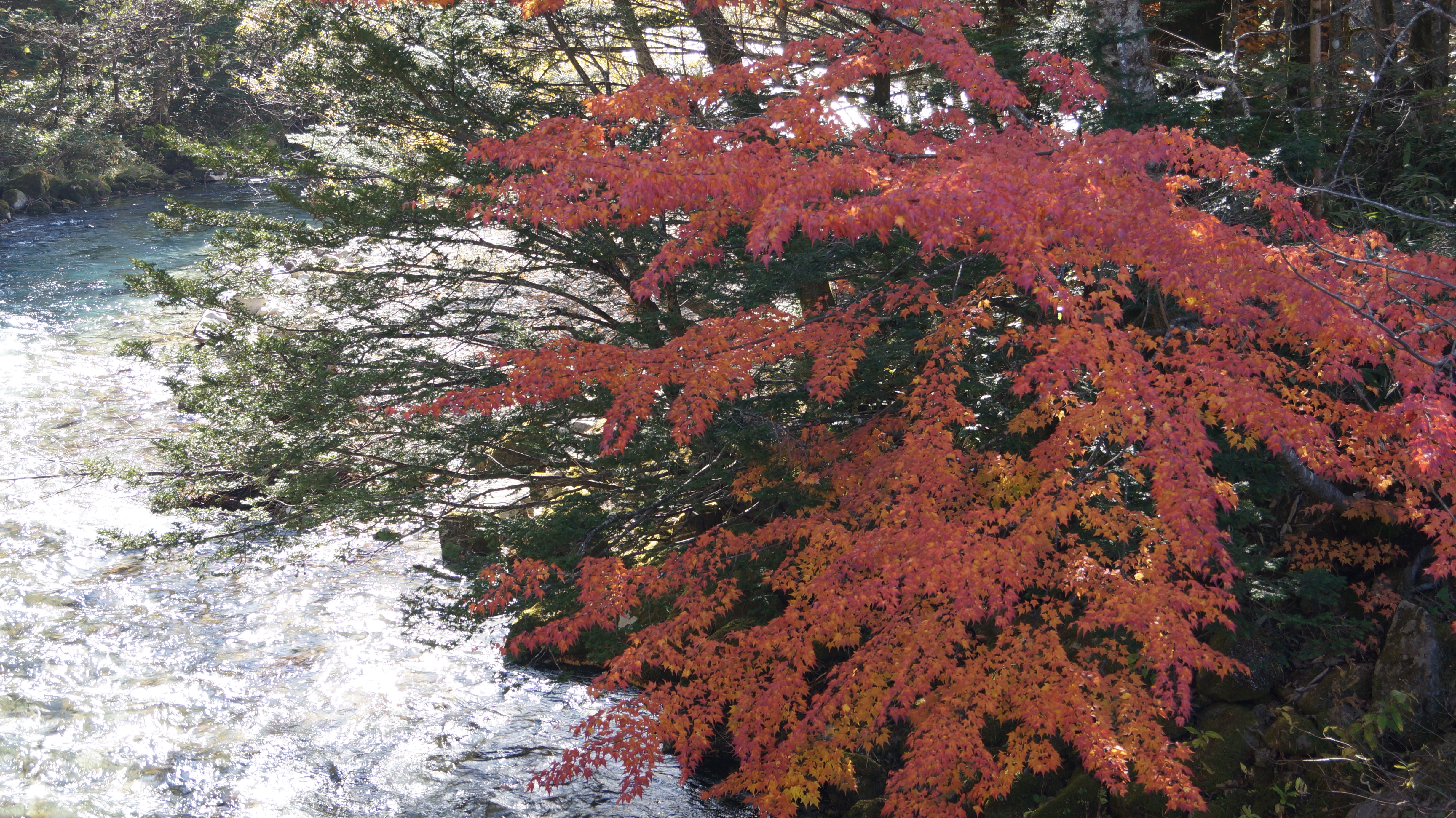 上高地　梓川紅葉