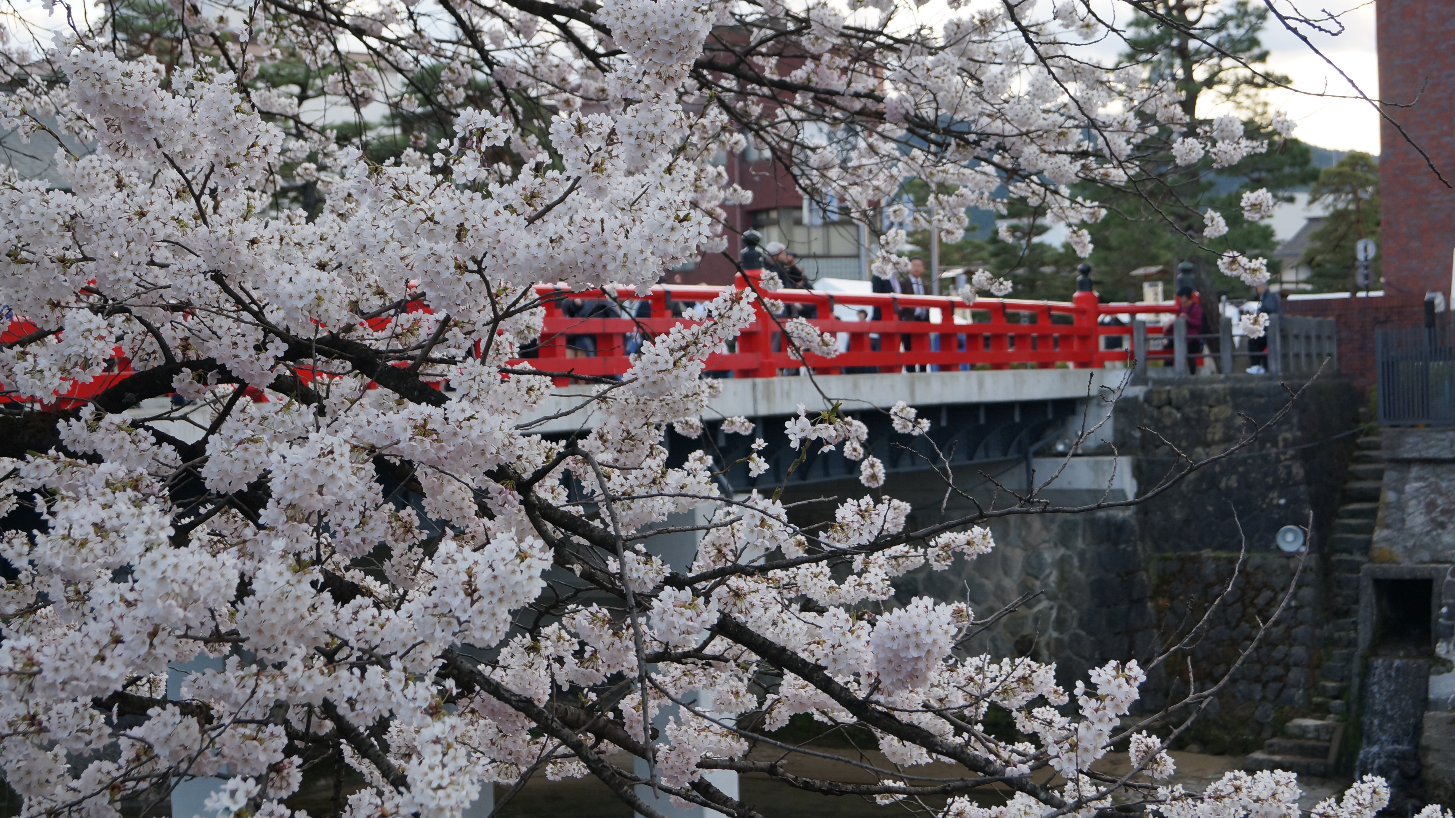 高山市内　桜