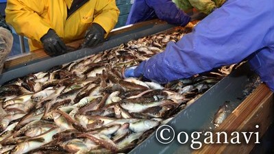 グルメ　ハタハタ漁