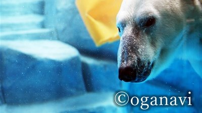 観光地　男鹿水族館GAO 　しろくま豪太