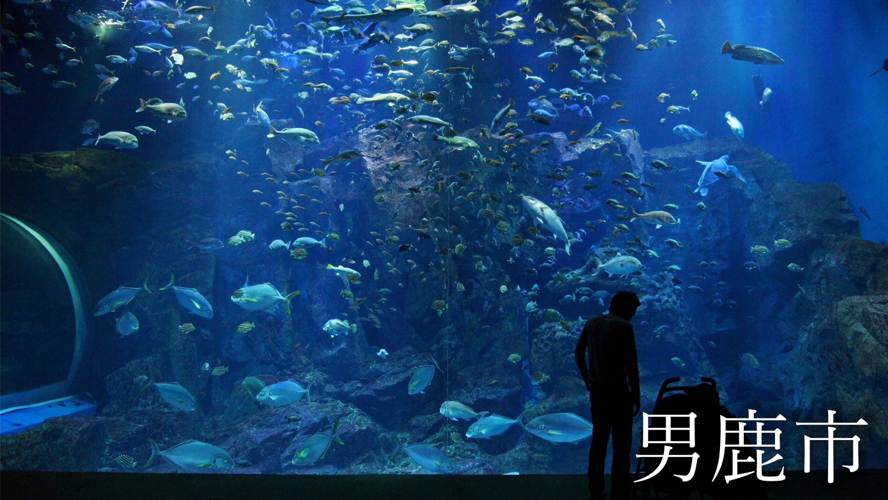 観光地　男鹿水族館GAO 　おさかなたち