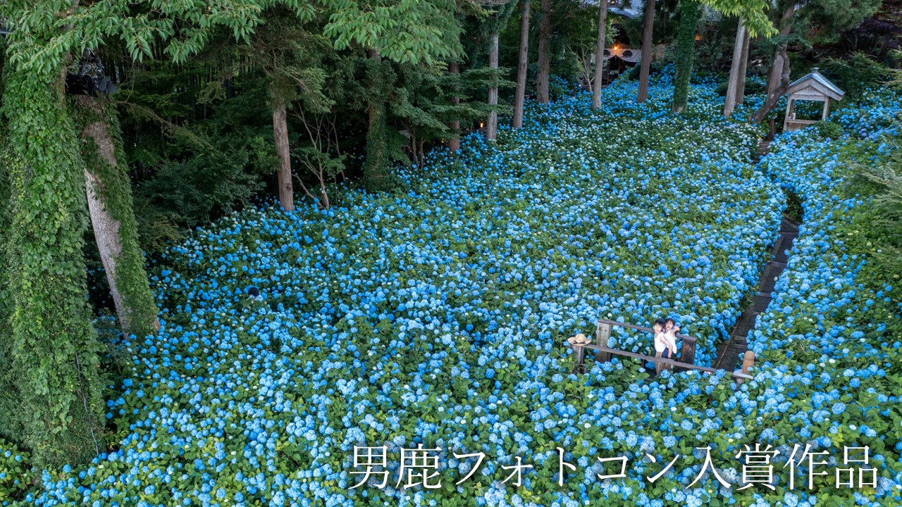 観光地【男鹿フォトコン入賞作品】　雲昌寺「紫陽花の海」