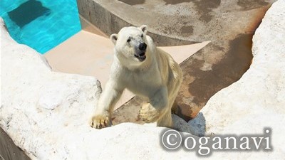 観光地　男鹿水族館GAO 　しろくま豪太