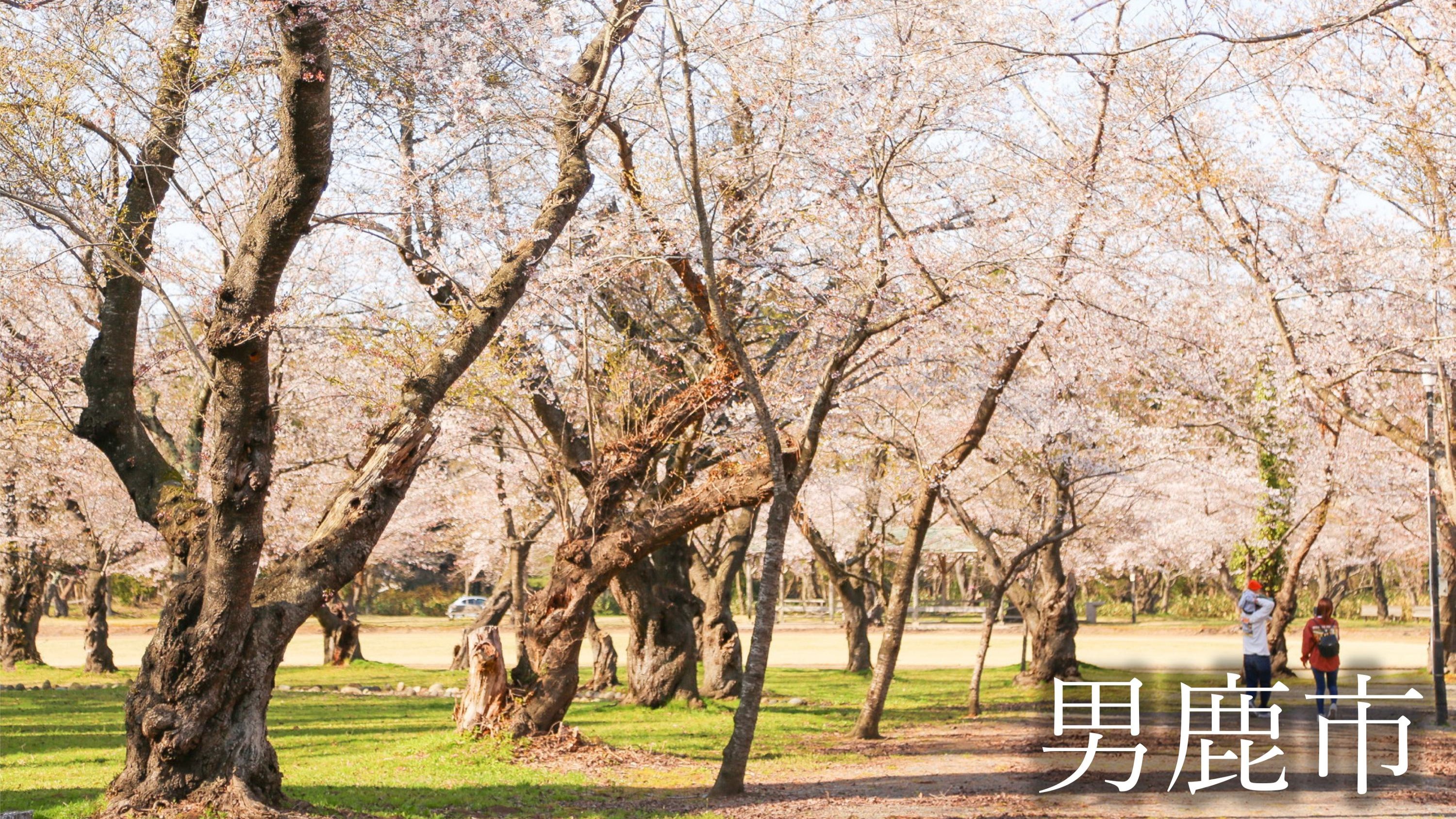 観光地　男鹿の桜の名所　船越館山公園