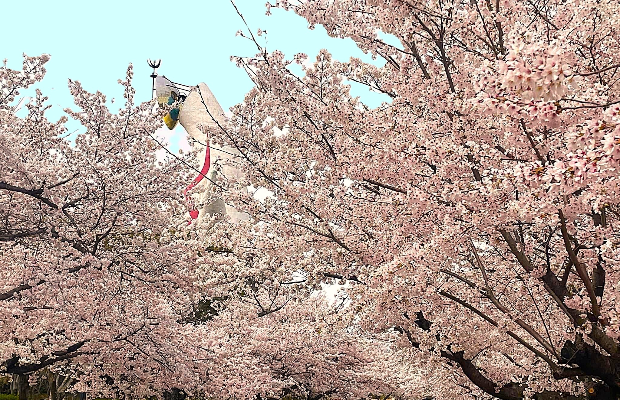 桜満開のこの季節はご旅行にぴったりです。