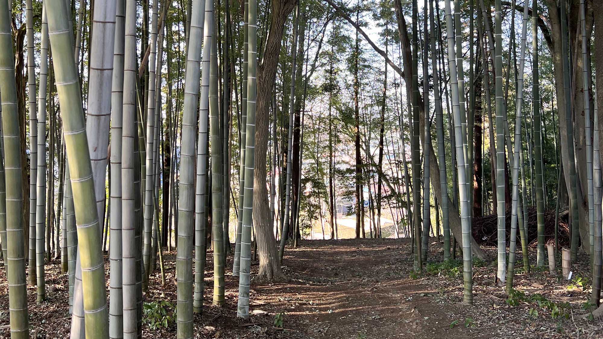 ・【たけのこ狩り体験】春の時期に旬の味覚たけのこ狩り体験ができます