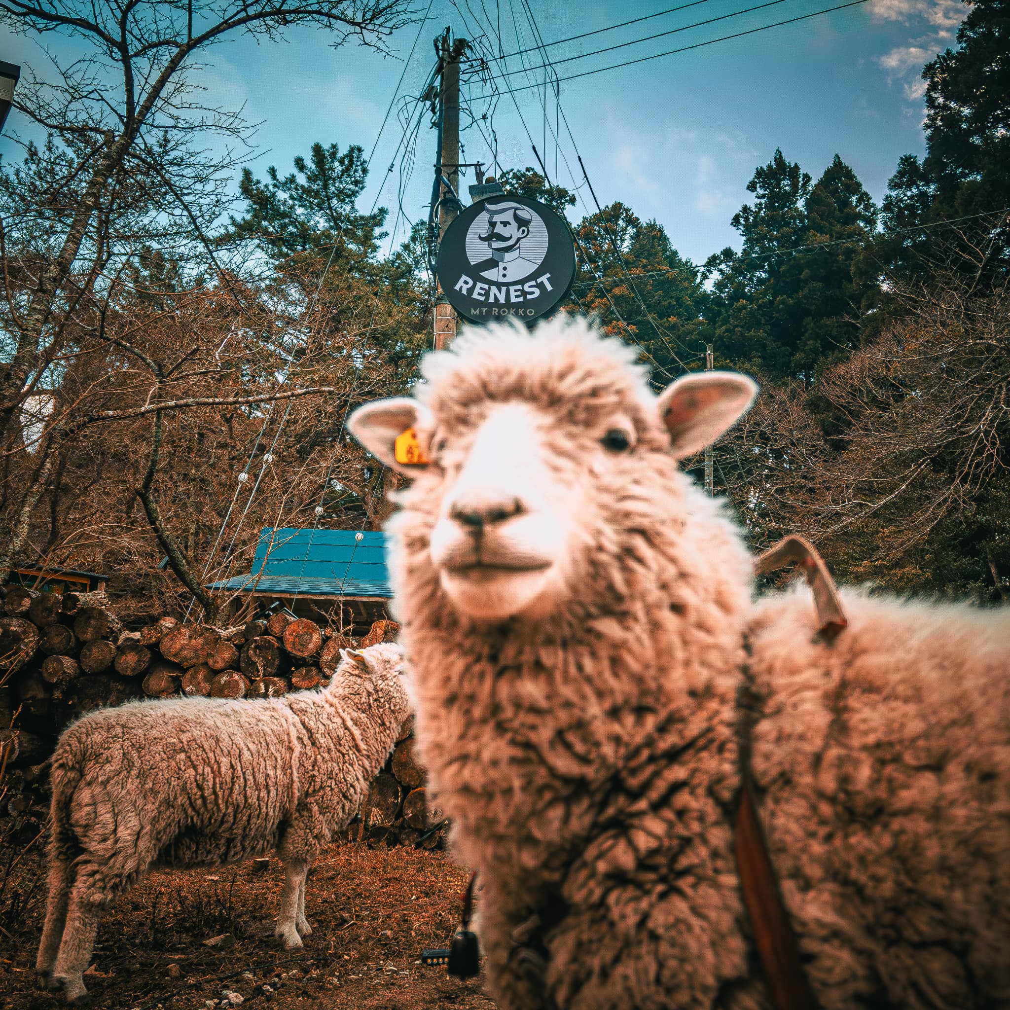 ひつじさんいます。