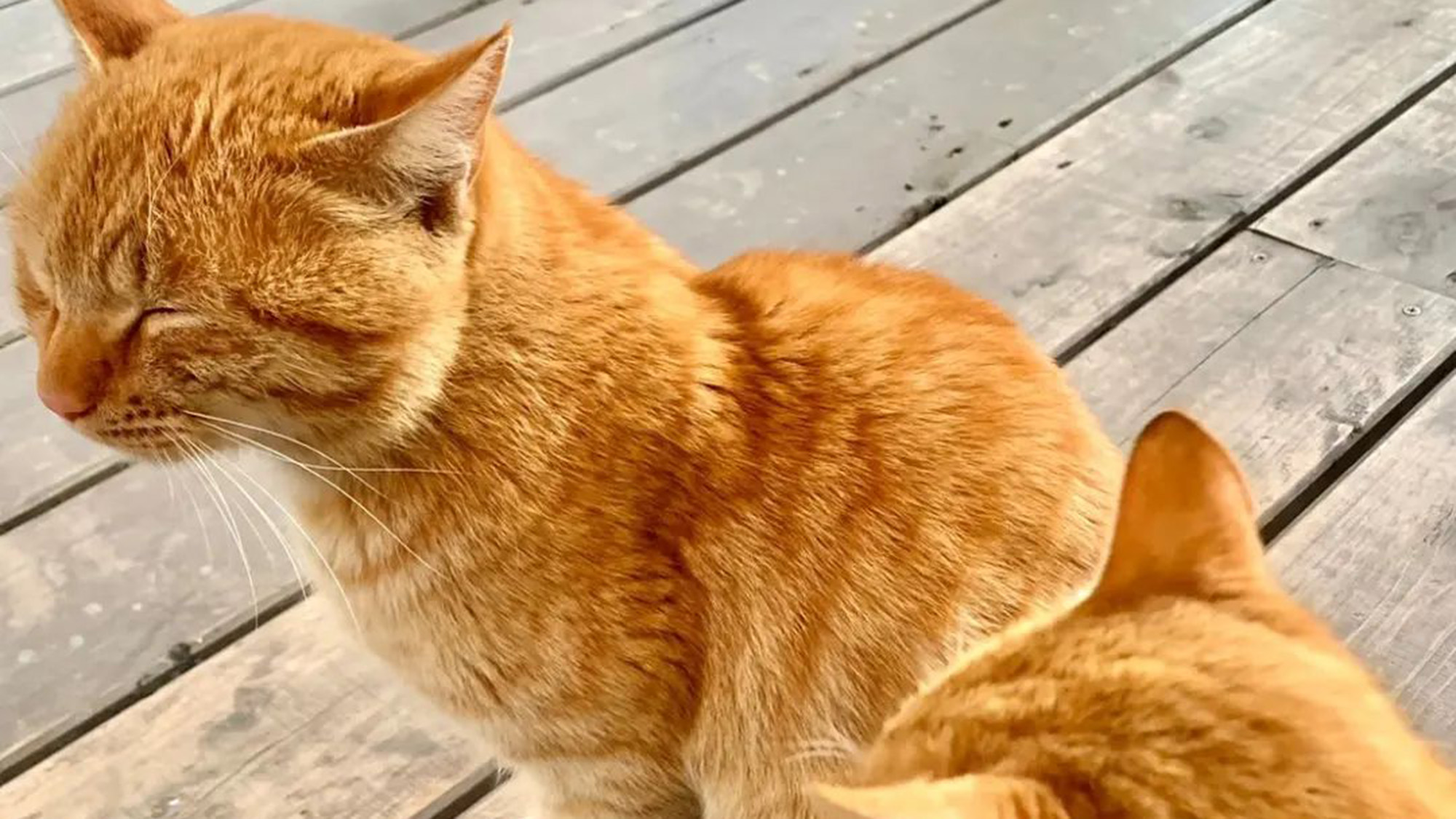 ・【猫】まったり過ごしている猫ちゃんを見て癒されてください